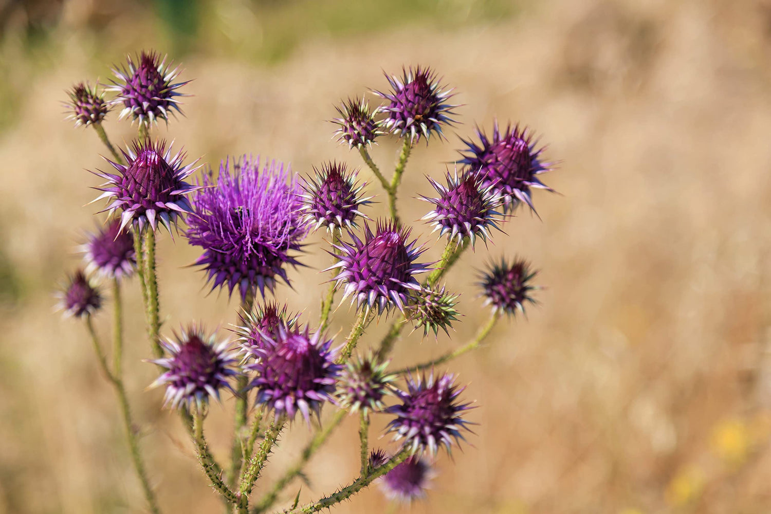 Holy Milkthistle Plant Seeds (100 Seeds) - Silybum marianum - Blessed Milkplant - Flower Seeds for Butterlflies