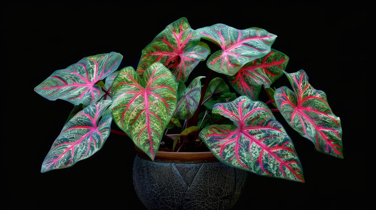 2 Tricolor Caladium Bulbs for Growing - Indoor/Outdoor - Stunnning Color