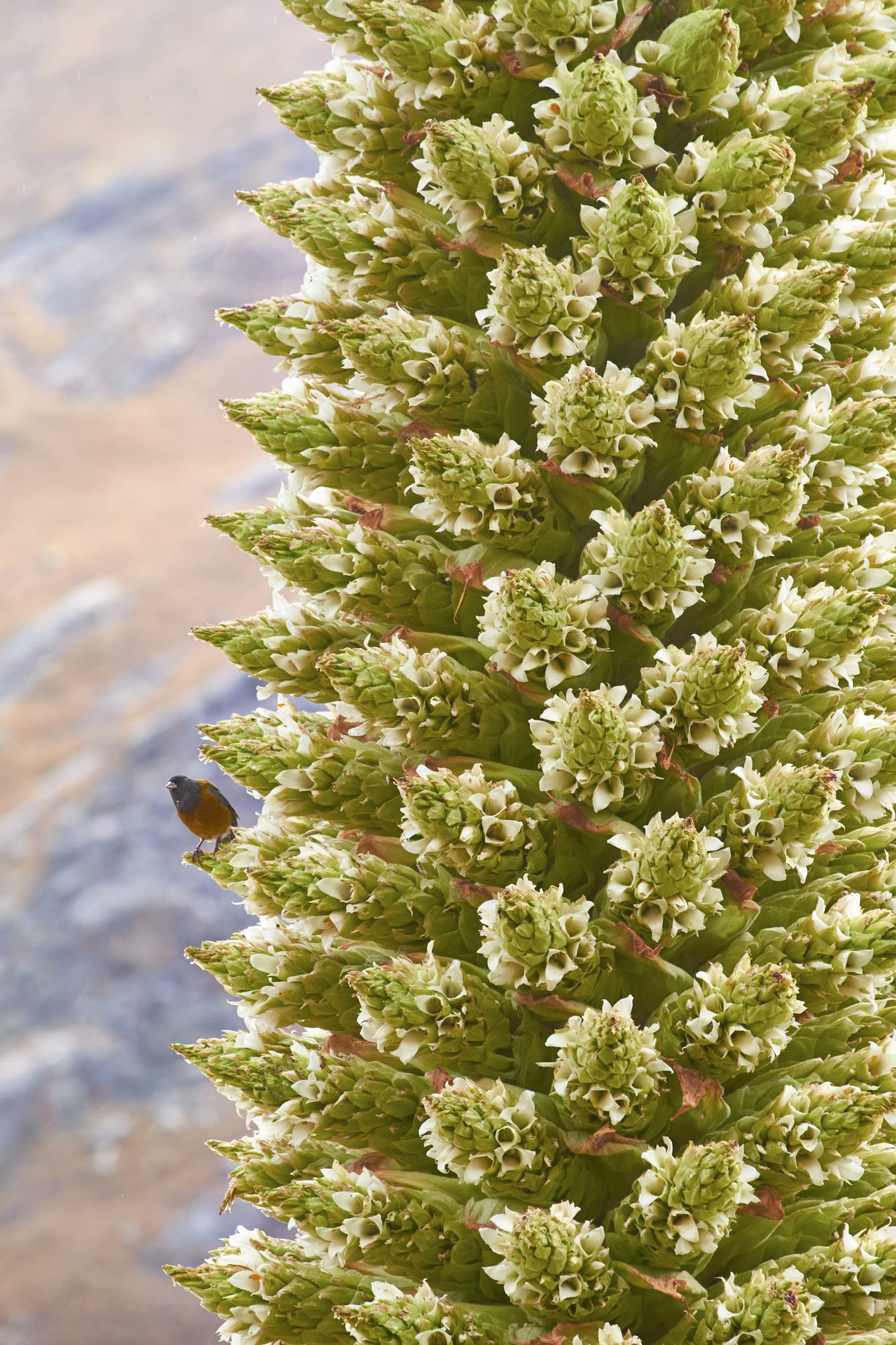 10 Queen of The Andes Seeds for Planting - Grow Rare and Exotic Puya