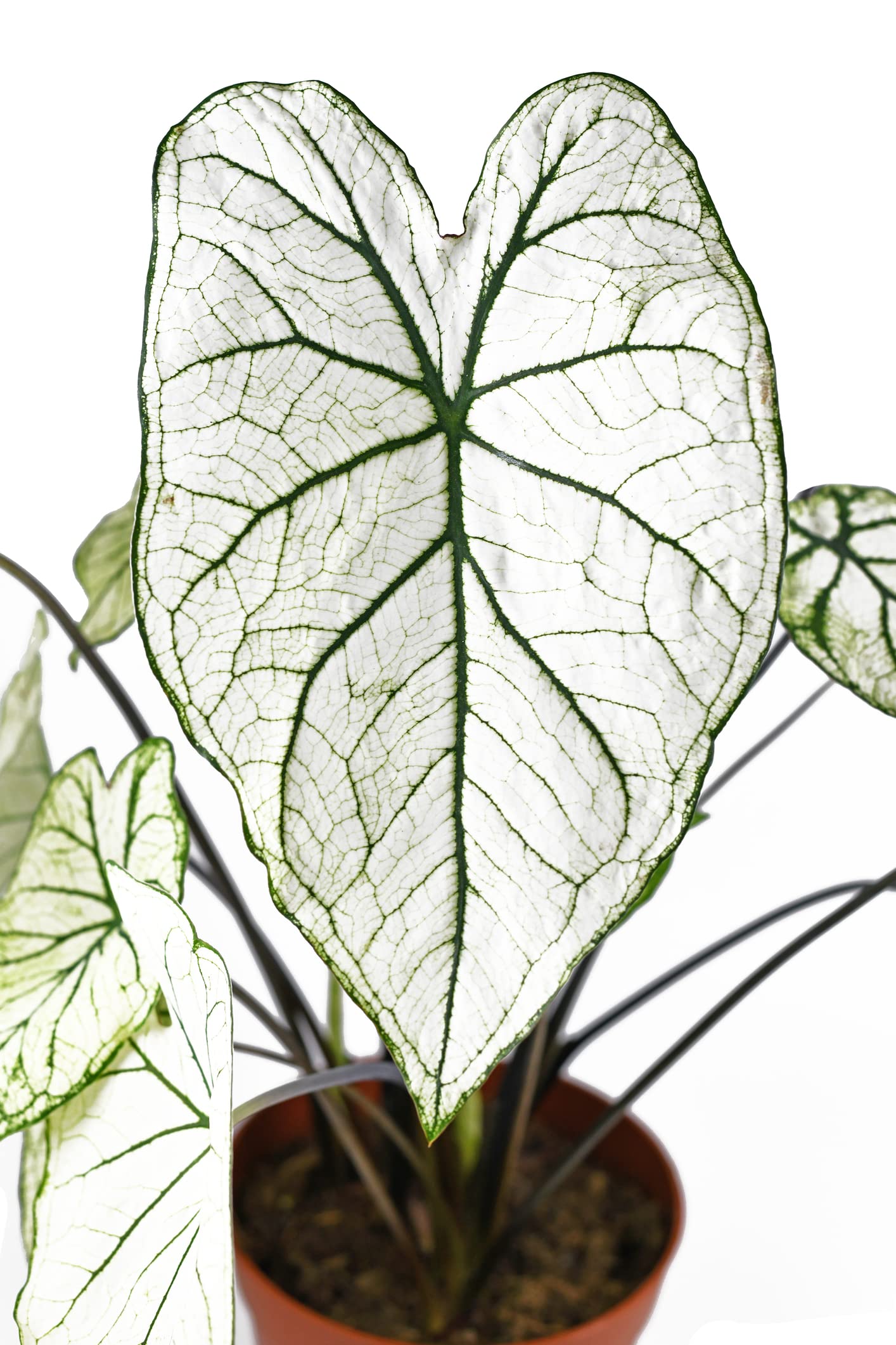 Fancy Caladium Bulbs for Planting (2 Bulbs) - Easy & Fast Growing Indoor or Outdoor Plants