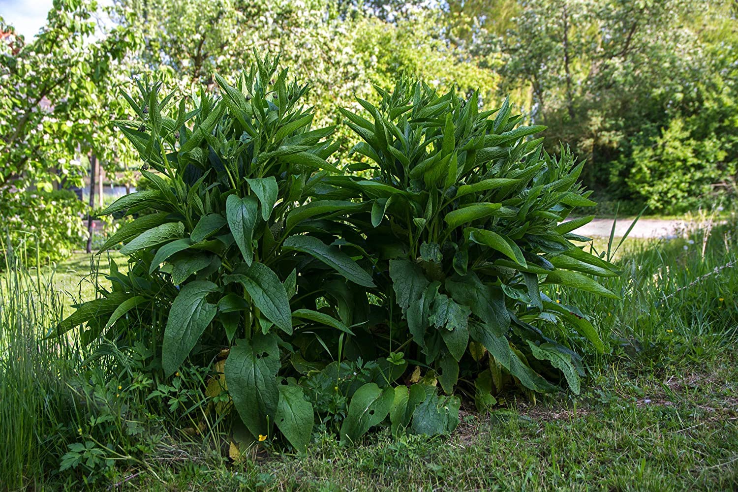 True Comfrey 30 Seeds (Symphytum officinale) Non GMO, Heirloom - Made in USA