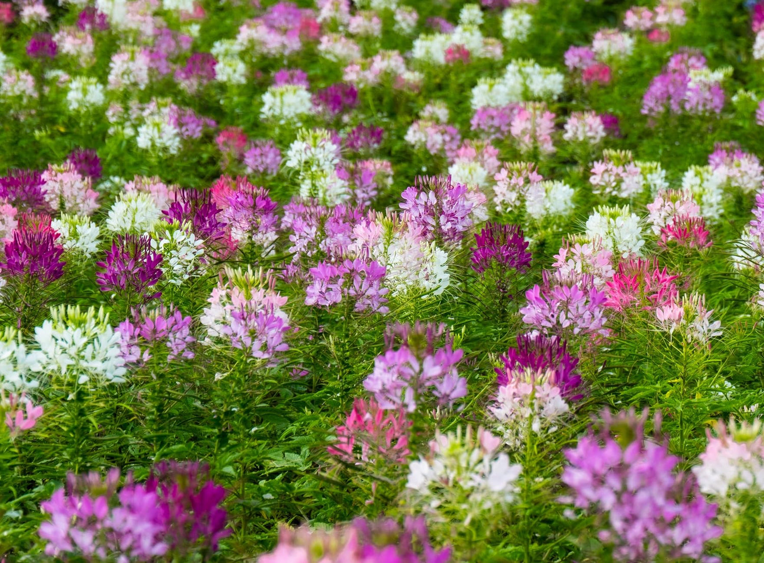 500 Cleome Seeds - Spider Flower - Nectar Plant for Monarch Butterflies - Approximately 500 Seeds
