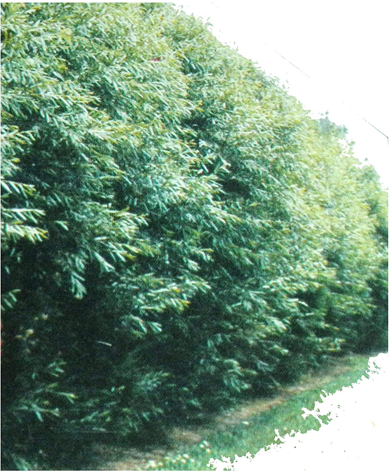 50 Austree Hybrid Willows Easy Fast Growing!! Shade Privacy Wind Block