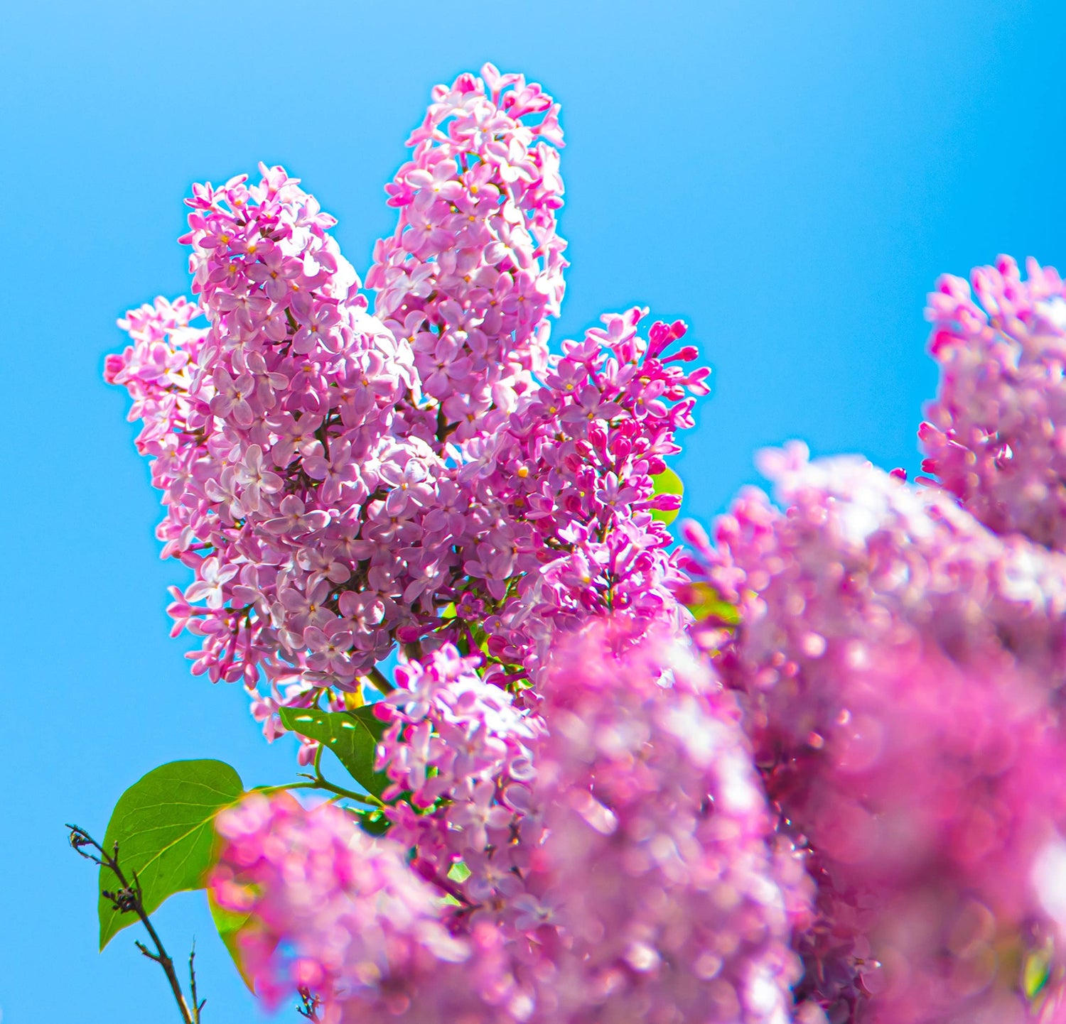 Early Pink Lilac Seeds for Planting | 100+ Seeds | Highly Prized for Bonsai, Stunning Pink Blooms