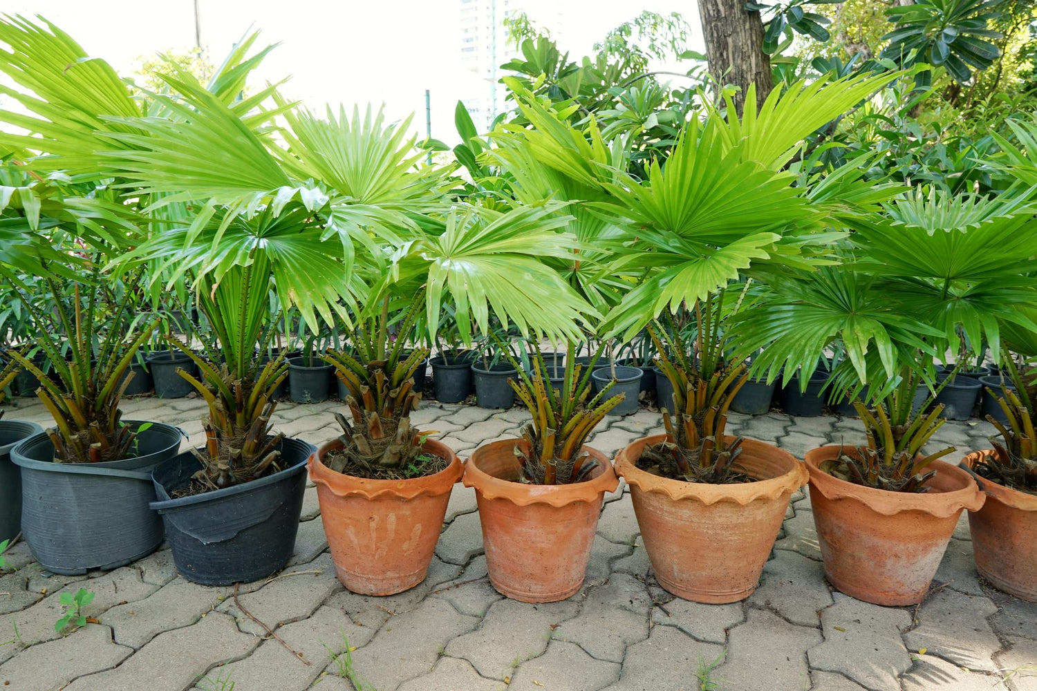 Palmetto Tree Seeds for Planting - 10 Seeds - Sabal palmetto