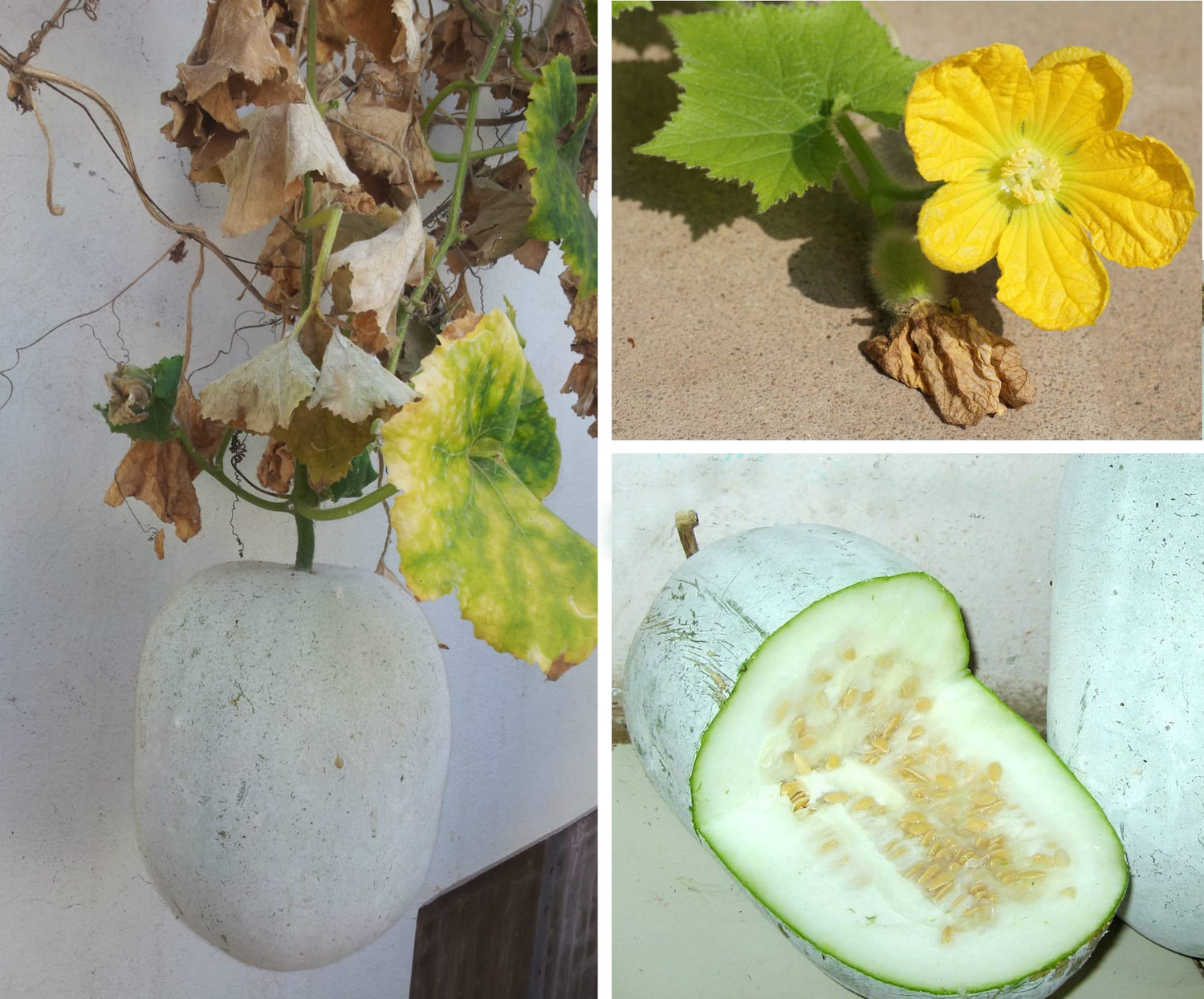 20 Wax Gourd Seeds for Planting - Ships from Iowa, USA - Grow White Asian Melons