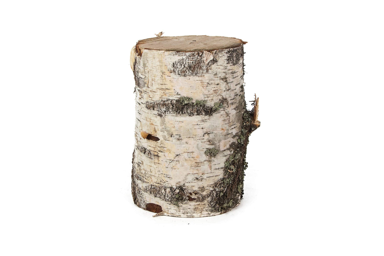 6 Birch Stump - Approx 4 inches Tall. Great for Display, Crafts, Wedding Table Centerpiece, Craft Making