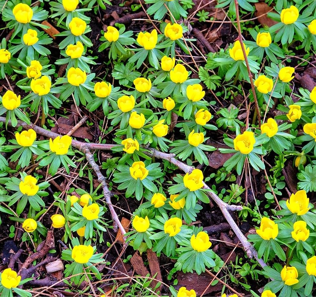 Winter Aconite Flower Bulbs for Planting - Eranthis Cilicica