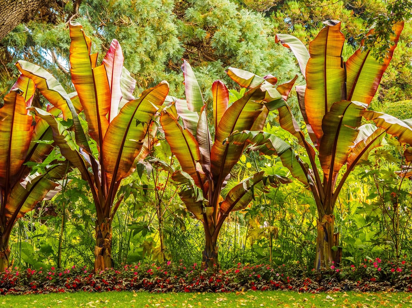 Banana Tree Seeds for Planting (5 Seeds)