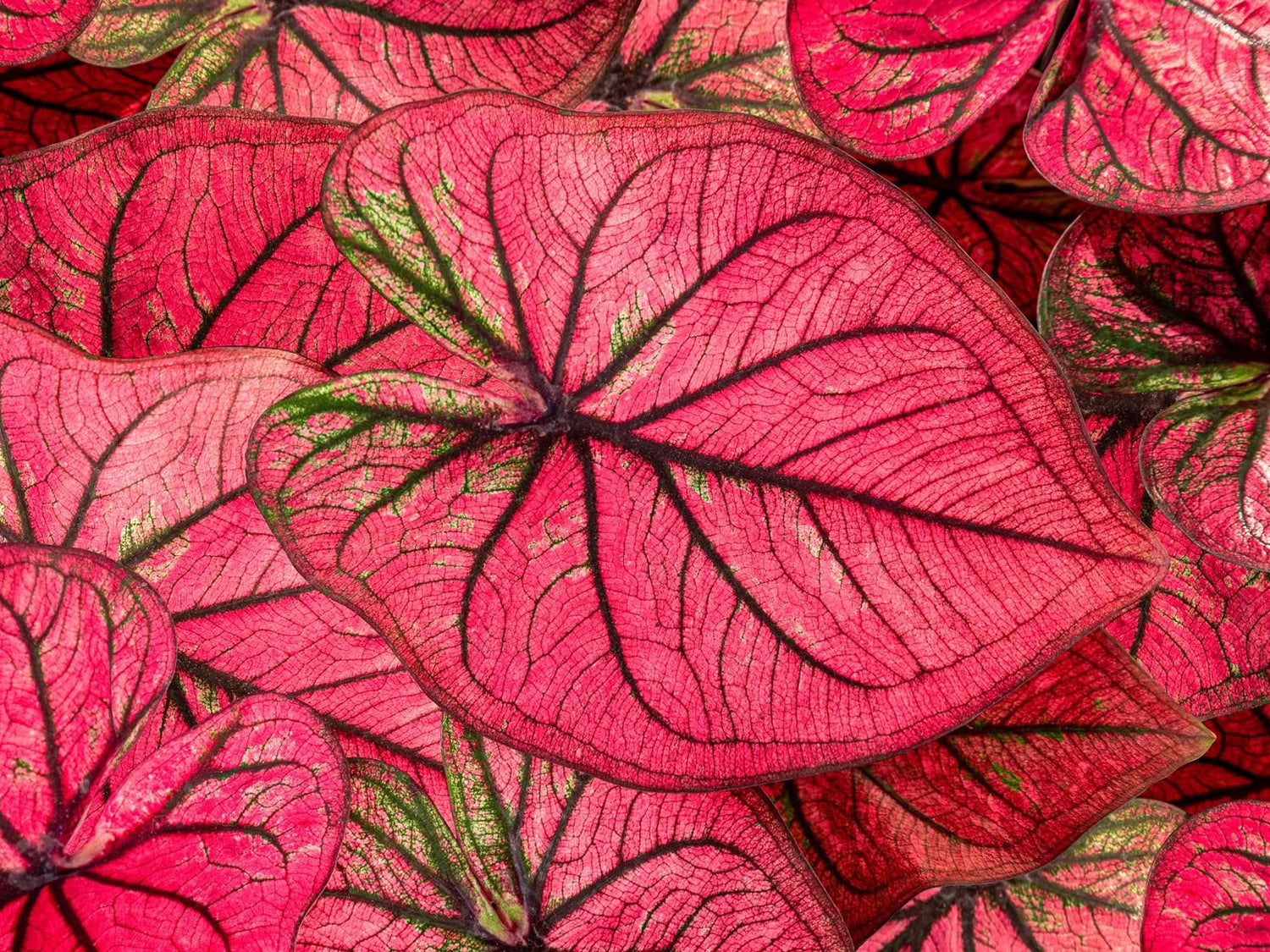 Tequila Sunrise Caladium Bulbs for Planting - Perennial Hosta, Elephant Ears, Fancy