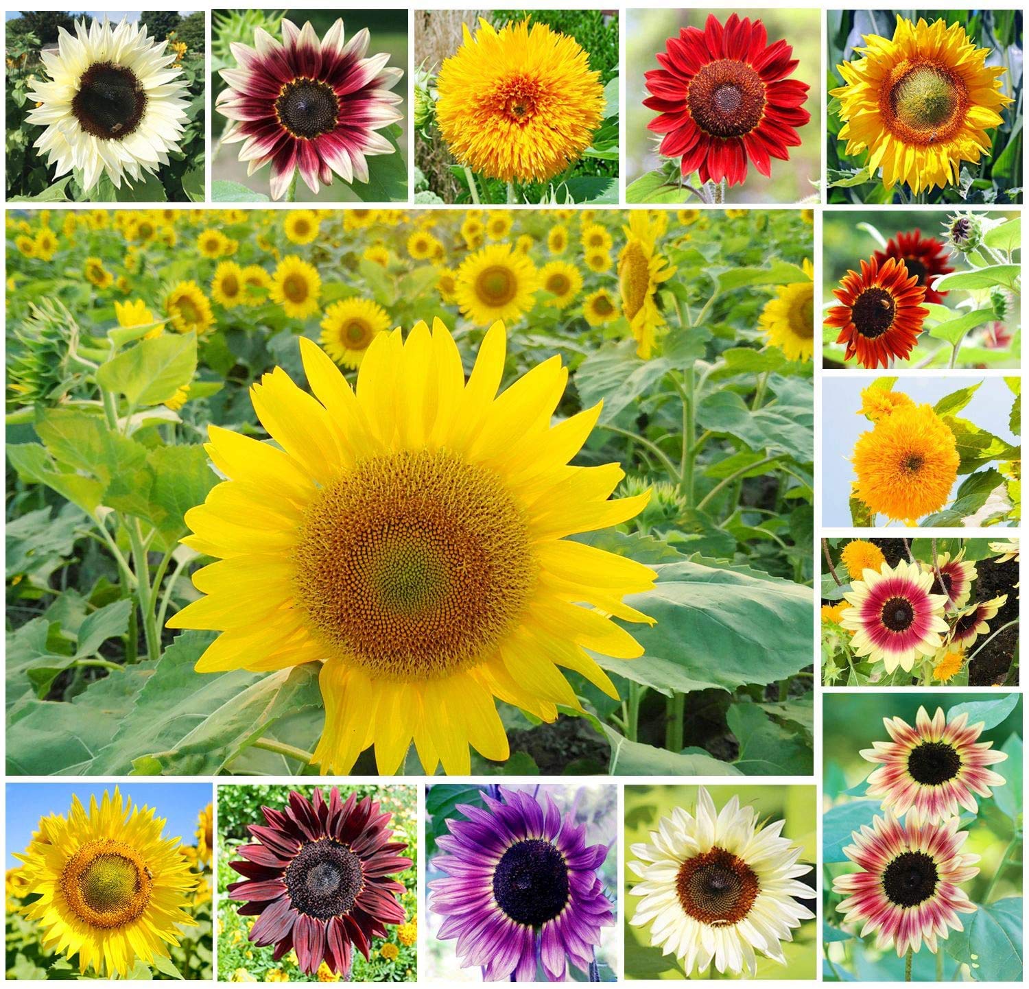 1,000+ Sunflower Seeds for Planting - Jumbo Mix Pack - 15+ Varieties - (Helianthus annuus) - Non-GMO Seeds