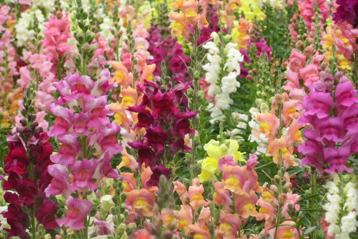 GreenCreator Mixed Snapdragon Dwarf 100 Seeds Pollinator Annual Flowers Seed Planting Outdoors Garden