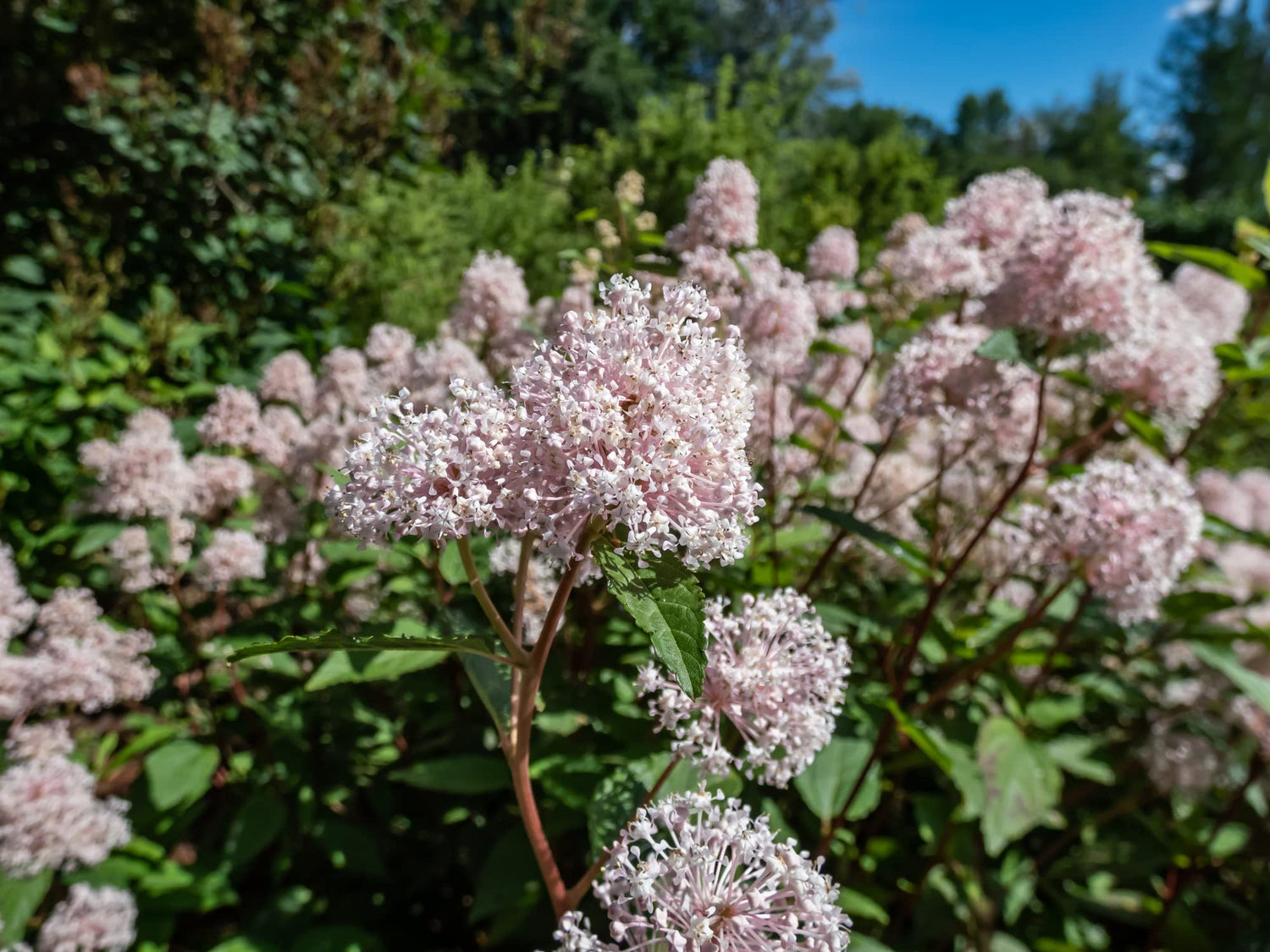 New Jersey Tea Seeds for Planting (50 Seeds) - Blooming Shrub