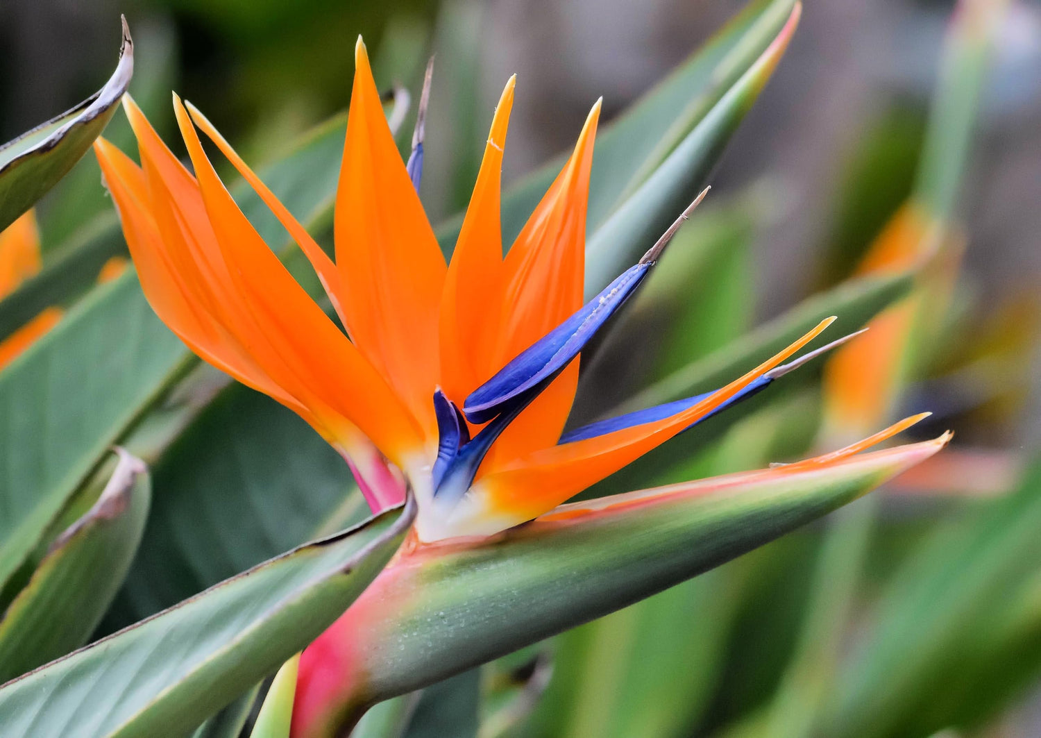 10 Seeds of Orange Bird of Paradise Flower fpr Planting - Great Indoor Tropical Plant or Bonsai - Strelitzia Reginae
