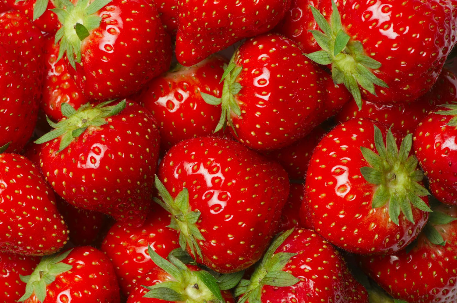 10 Red Strawberry Bare Root Plants for Growing - Extremely Hardy