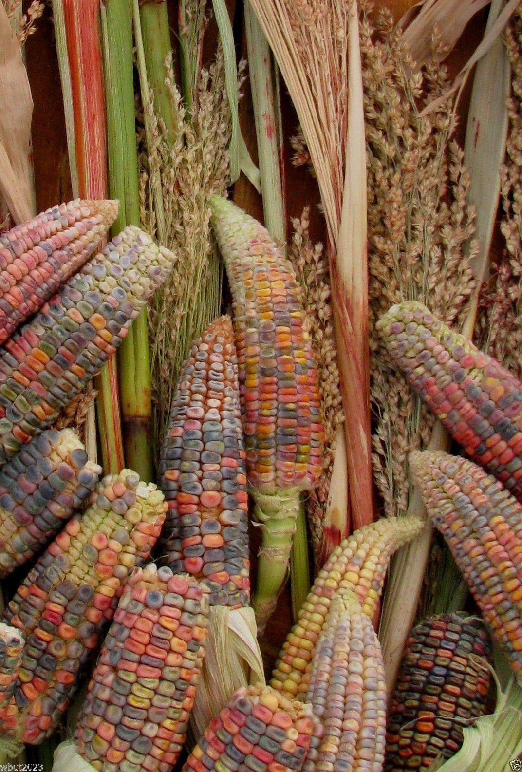 Earth Tones Dent Corn Seed -Tones of Gold,Bronze,Mauve-Pink,Green,Brown and Blue(100 Seeds)