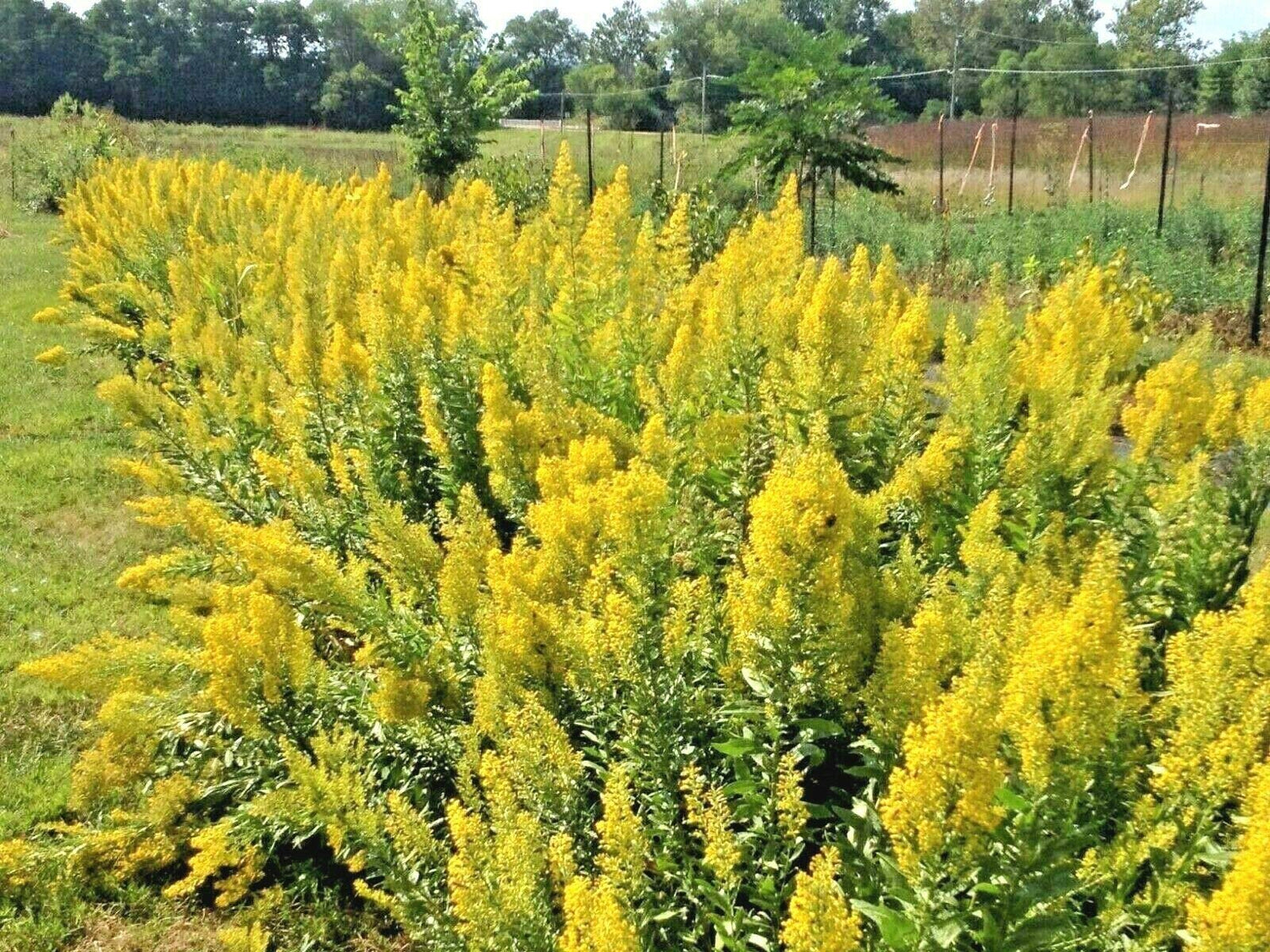 Showy Goldenrod Seeds Perennial American Native Wildflower Butterflies Bees jocad (100+ Seeds)