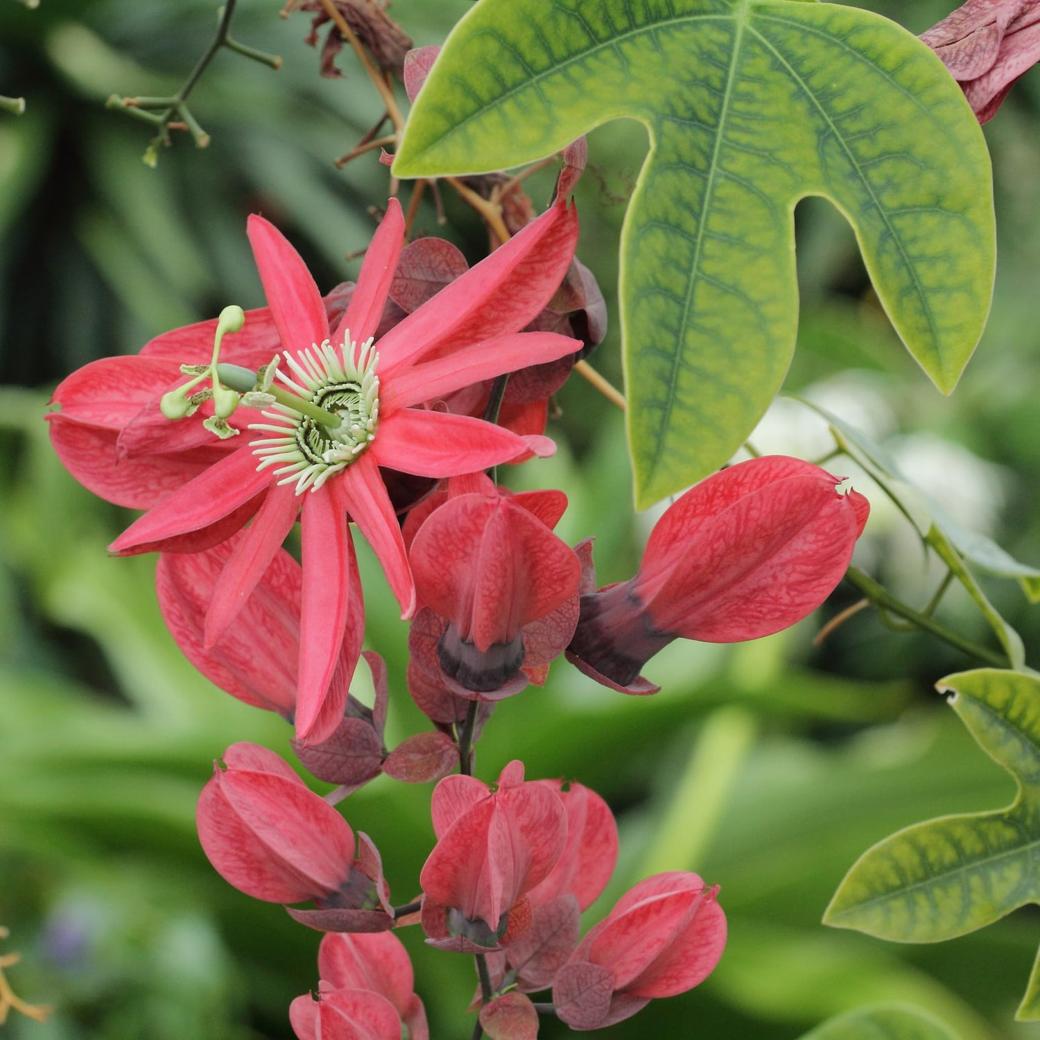 Red Passionflower Vine Seeds for Planting (10 Seeds) - Passiflora princeps