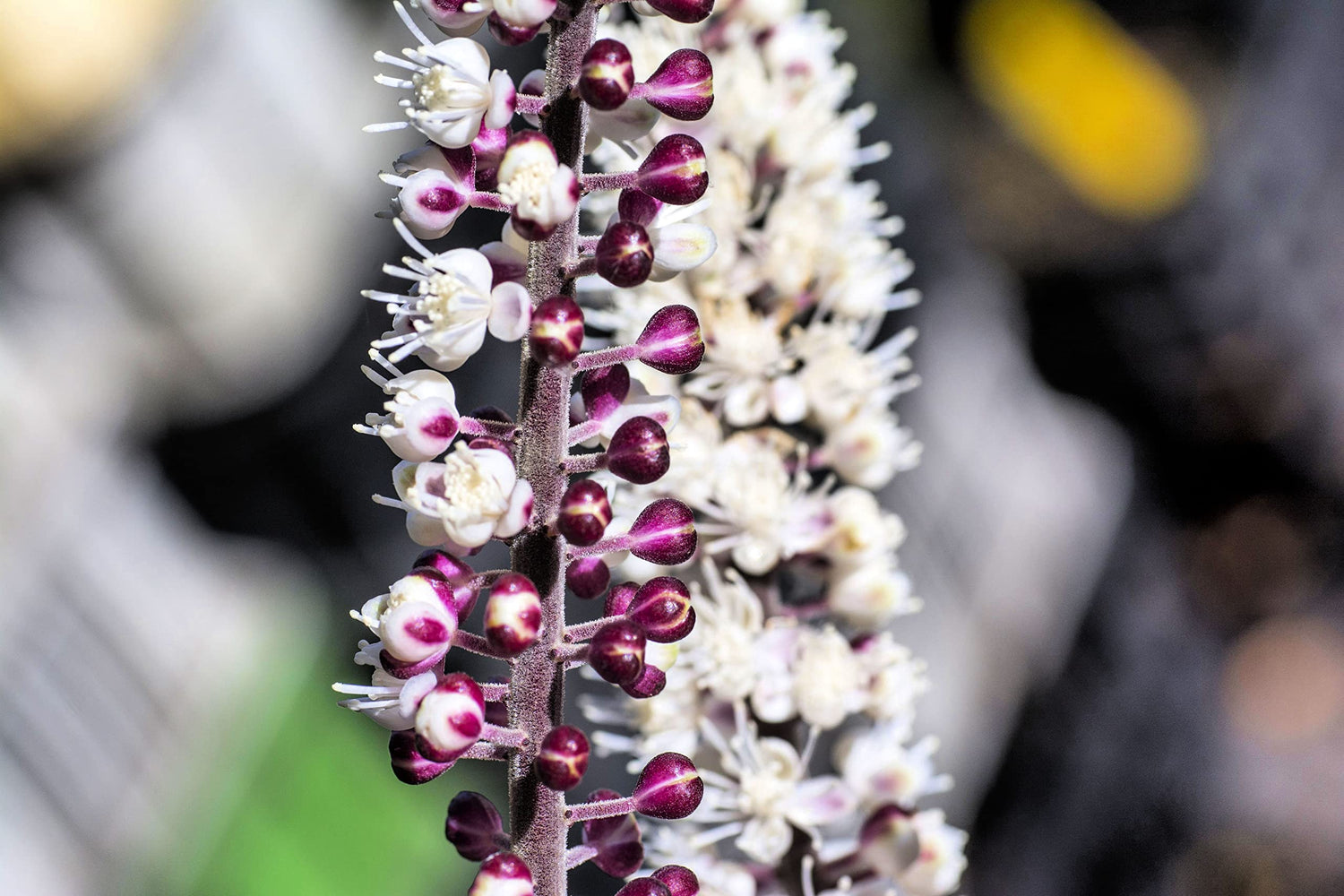 Black Snakeroot Seeds for Planting (15 Seeds) - Rare Plant - Cimicifuga racemosa