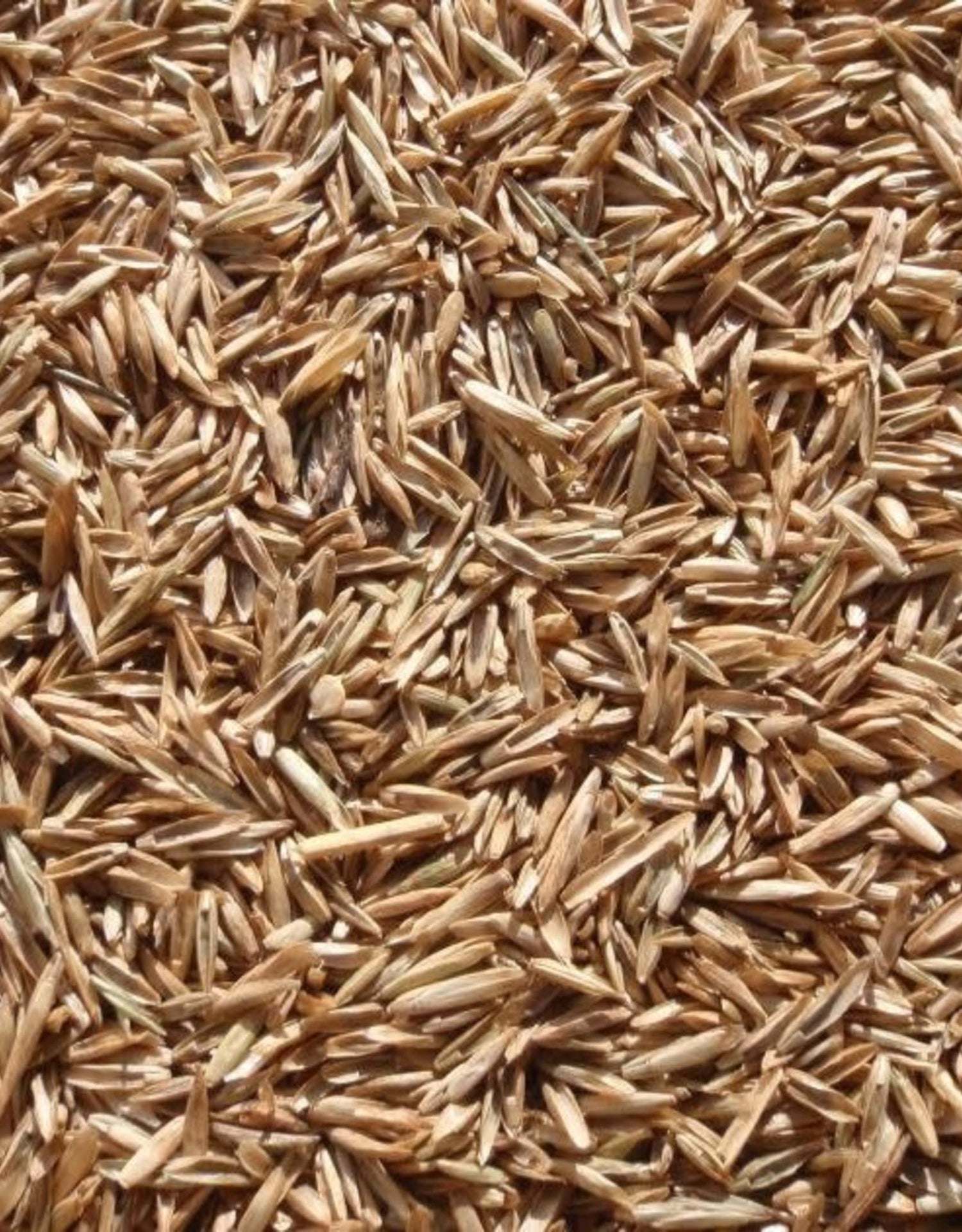 Annual Ryegrass Seeds for Planting - Premium Quality Rye Grass
