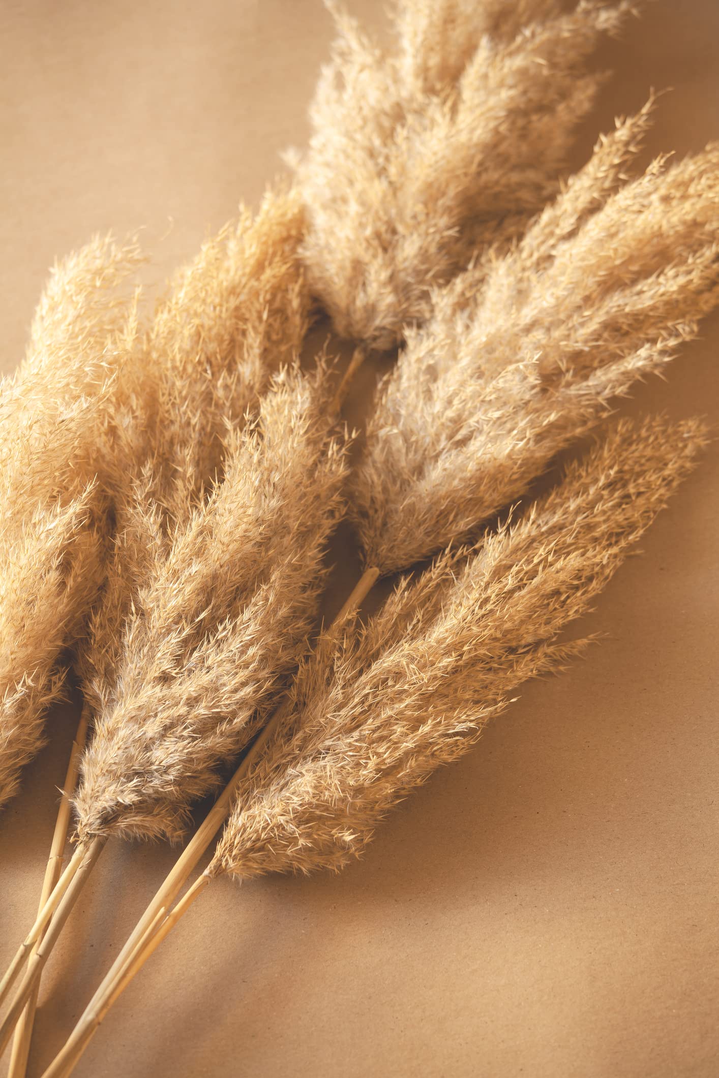 3 Foot Tall Real Pampas Grass Tops - 20 Pieces - Ships from Iowa, USA