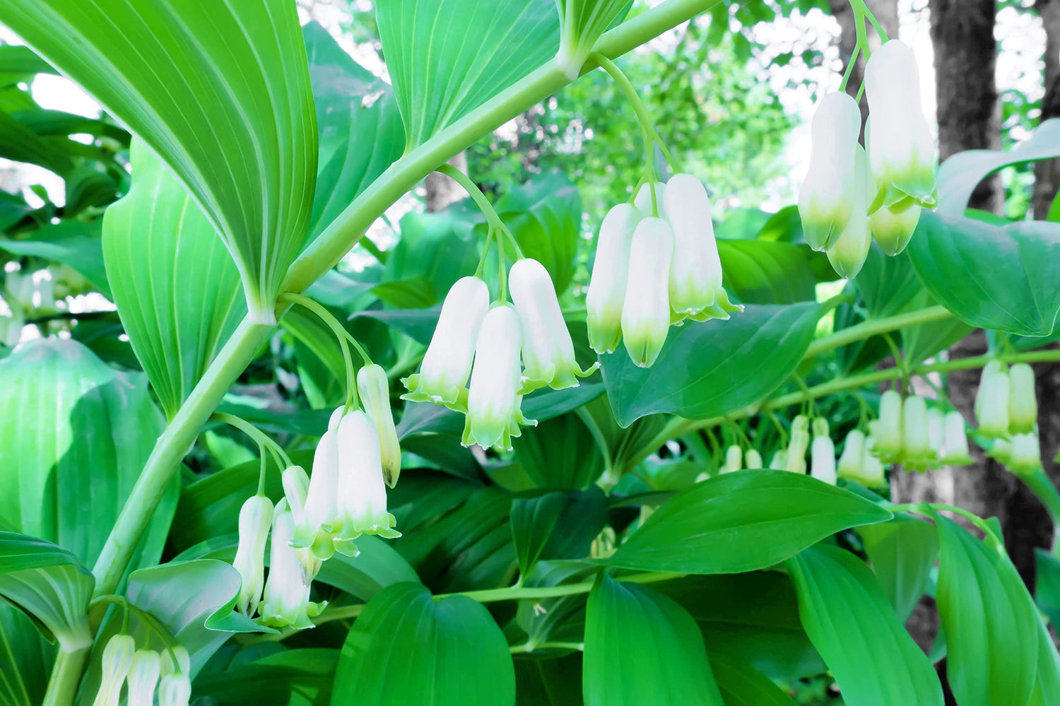 Great Solomon's Seal Seeds for Planting (20 Seeds) - Polygonatum biflorum - Stunning Weeping Flowers and Fruit Bearing