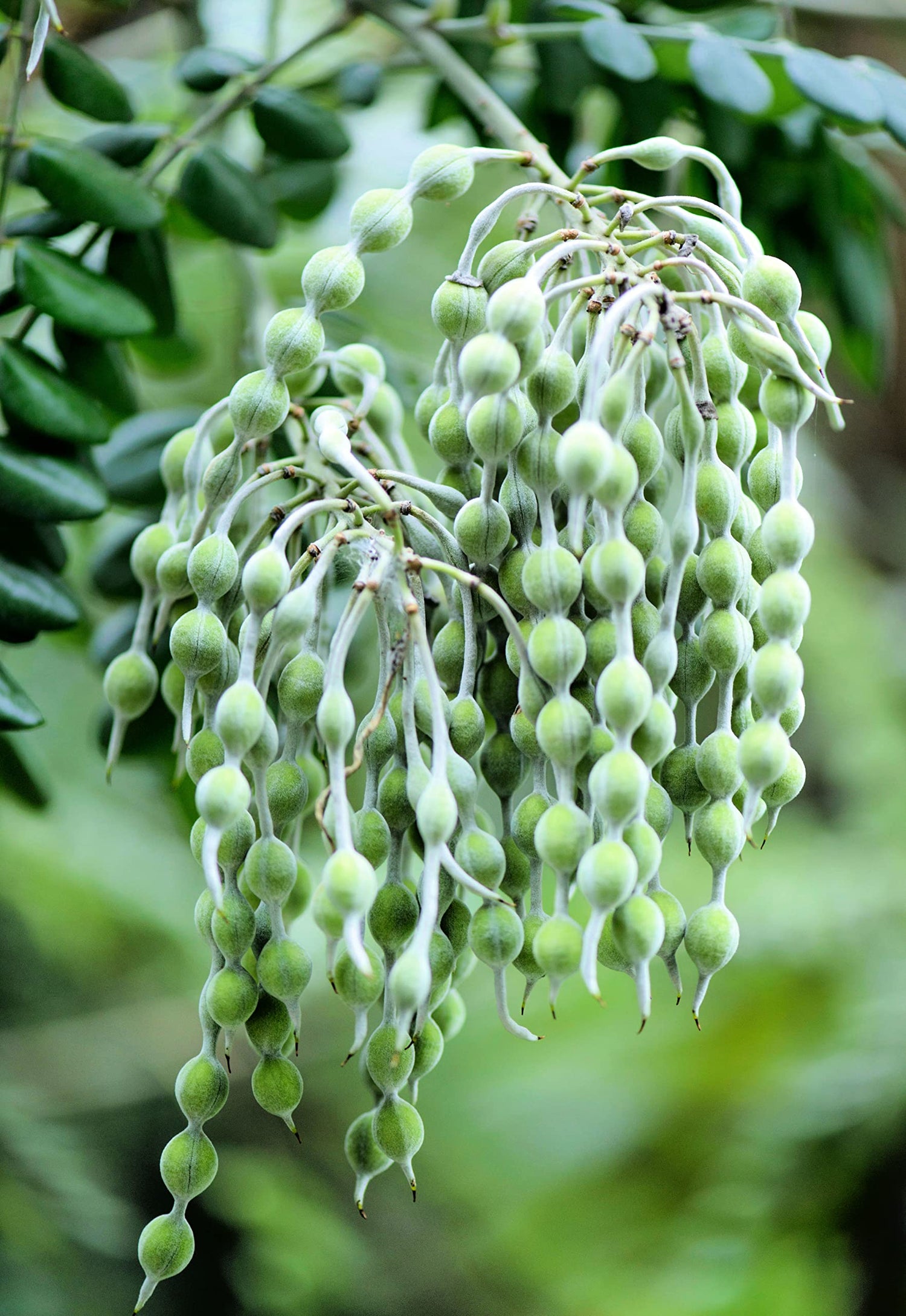 Silver Necklace Bush Seeds for Planting (5 Seeds) - Sophora tomentosa