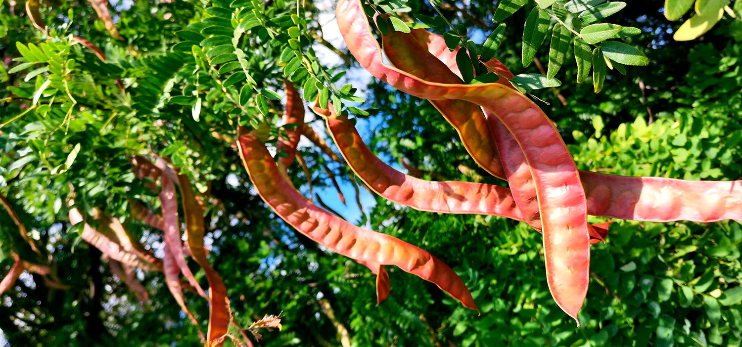 Thornless Honey Locust Seeds for Planting (12 Seeds) - Gleditsia triacanthos Inermis