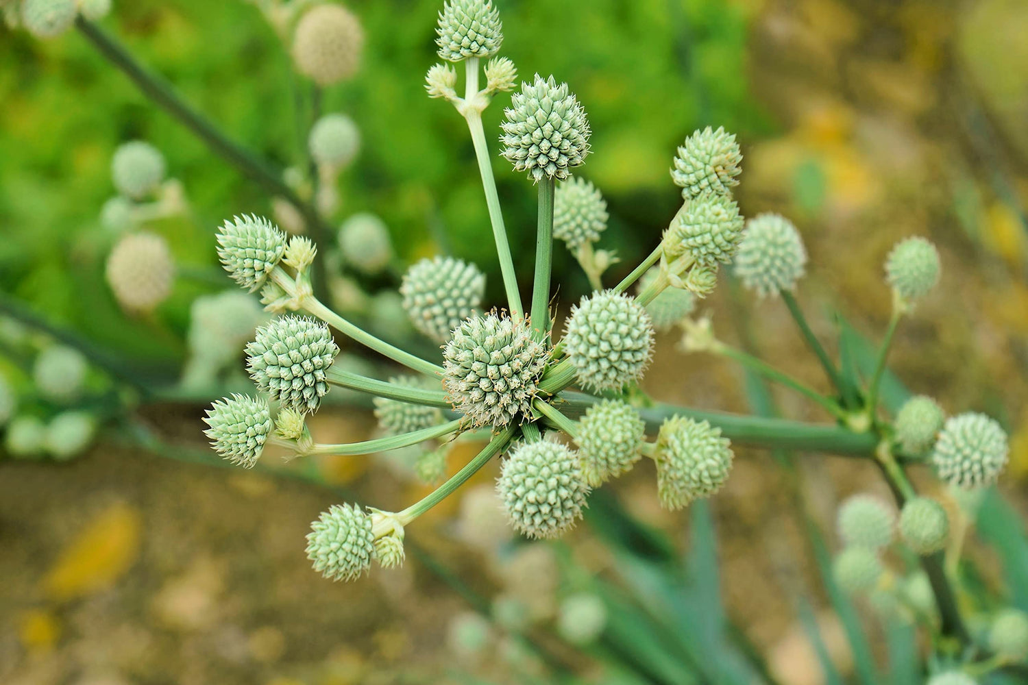 Rattlesnake Master Seeds for Planting (100+ Seeds) - Hardy Herbaceous Perennial - Eryngium yuccifolium - Great for Pollinators