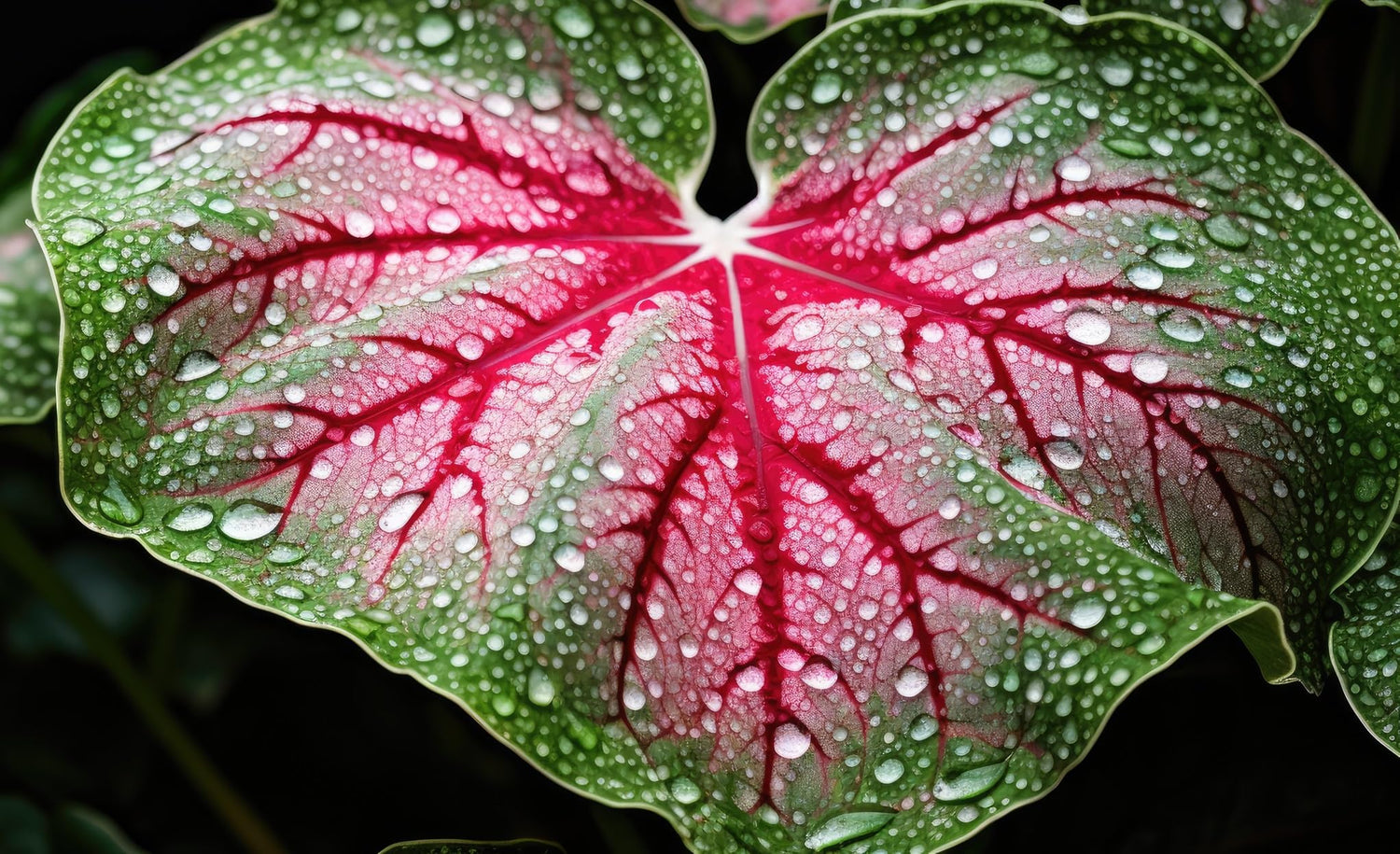 10 Royal Flush Caladium Bulbs for Planting - Perennial Hosta, Elephant Ears, Fancy (10 Bulbs)