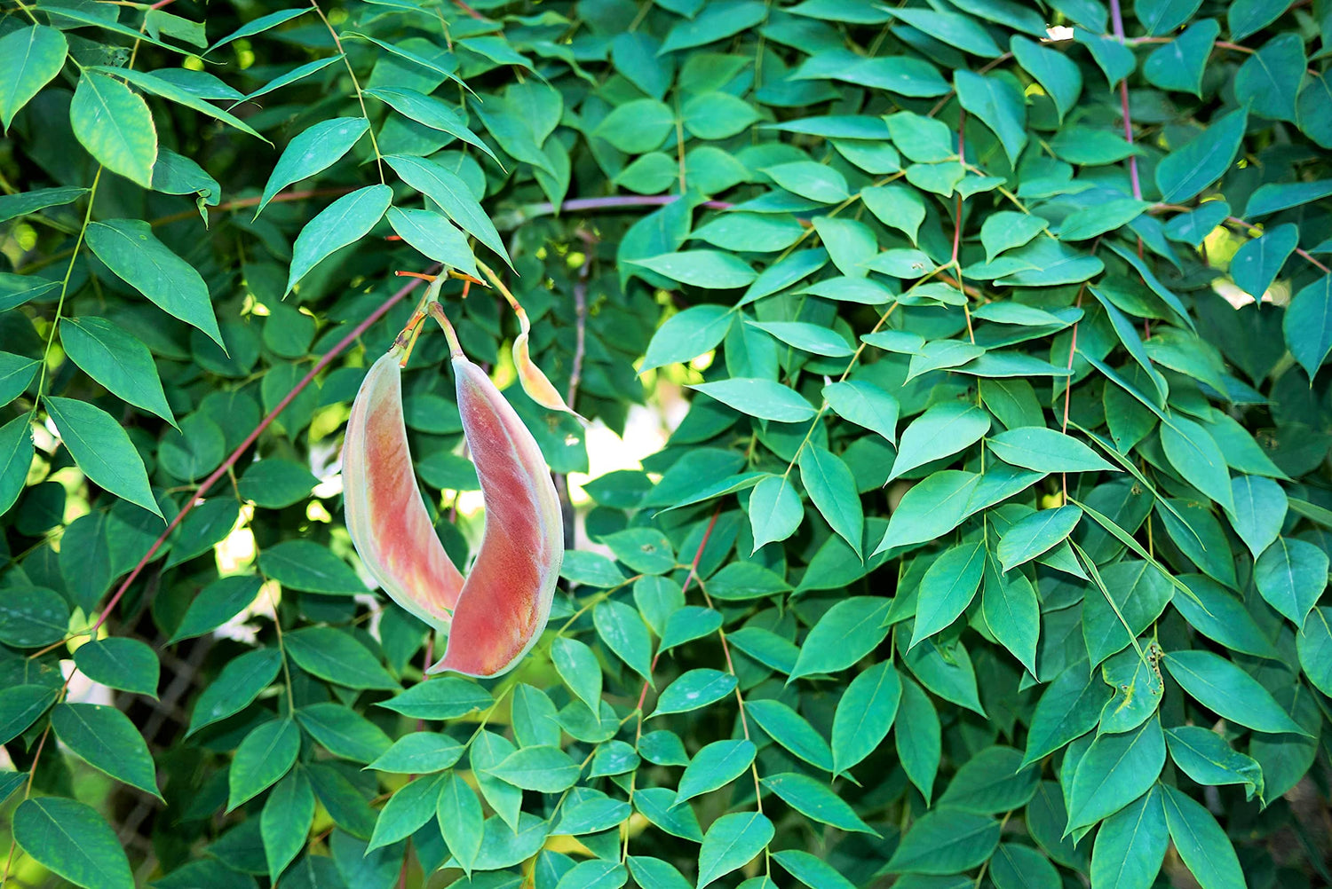 Kentucky Coffee Tree Seedlings | Grow Live Tree Plants - No Ship to California