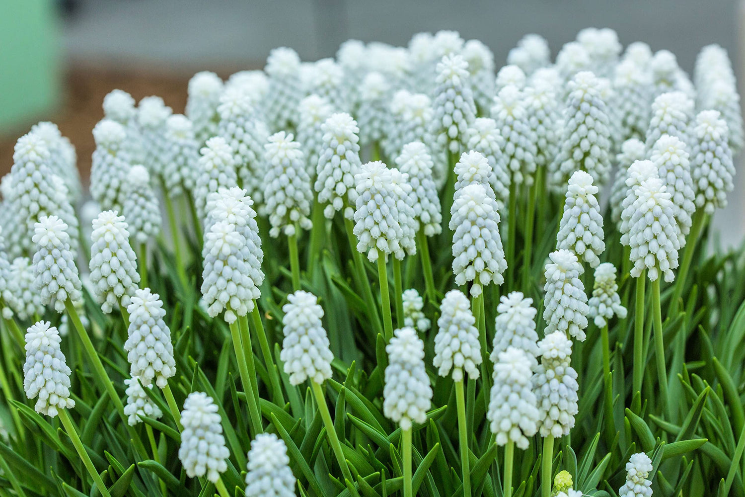 White Muscari Bulbs, Grape Hyacinth - Beautiful Spring Blooms, Perennial Garden Flowers