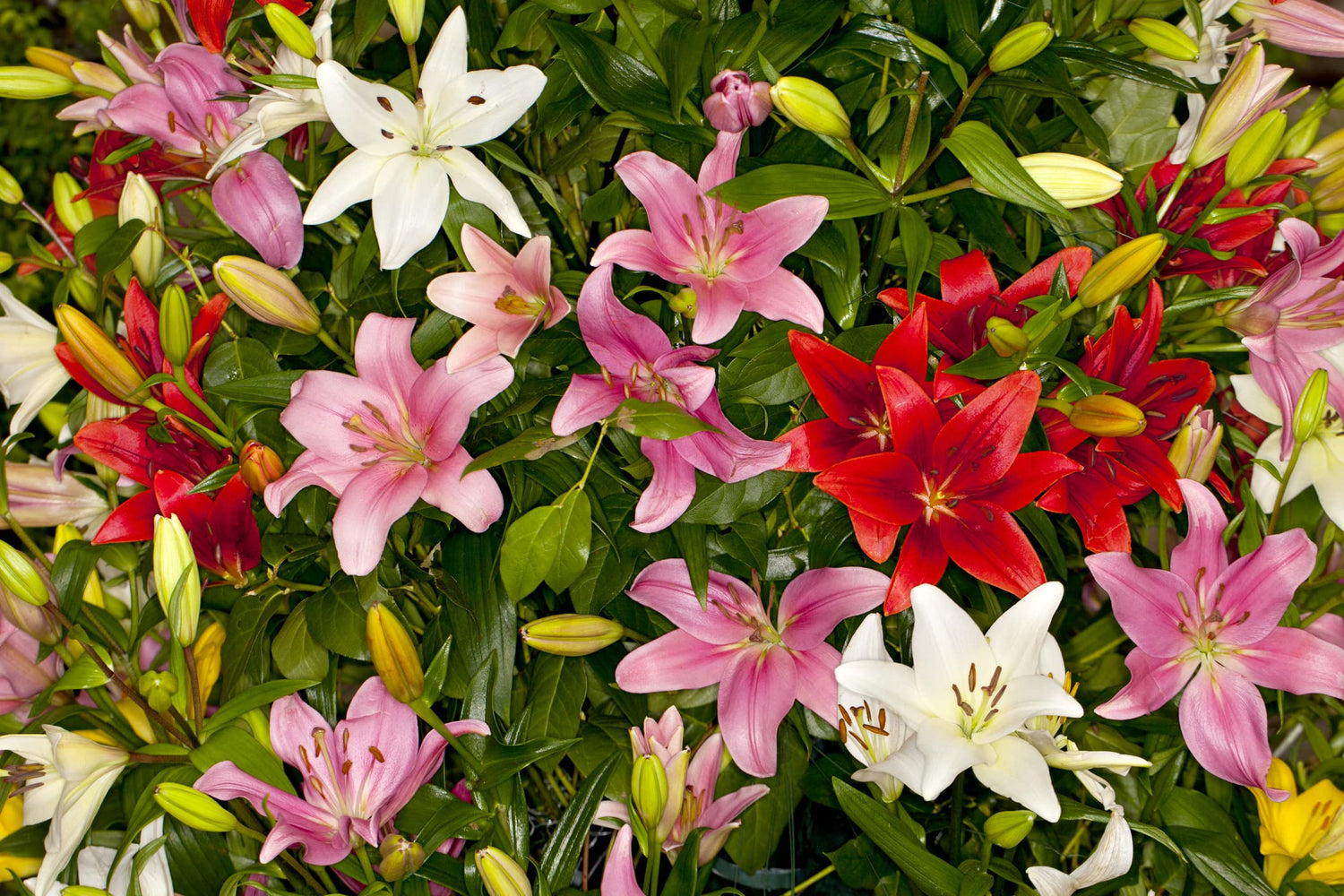 Asiatic Lily Bulbs for Planting - 6 Fresh Bulbs, Easy to Grow - Made in USA, Ships from Iowa