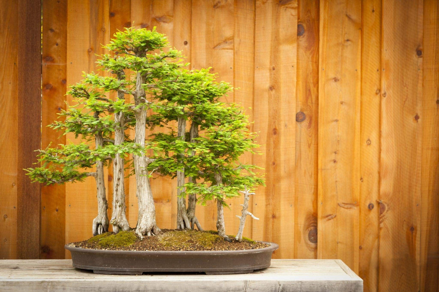 Bald Cypress Seeds for Planting | 10 Seeds | Exotic Tree Seeds to Grow, Great for Landscaping and Hedge Rows