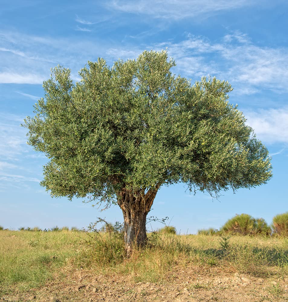 Olive Tree Seeds for Planting | 10 Seeds | Olea europaea
