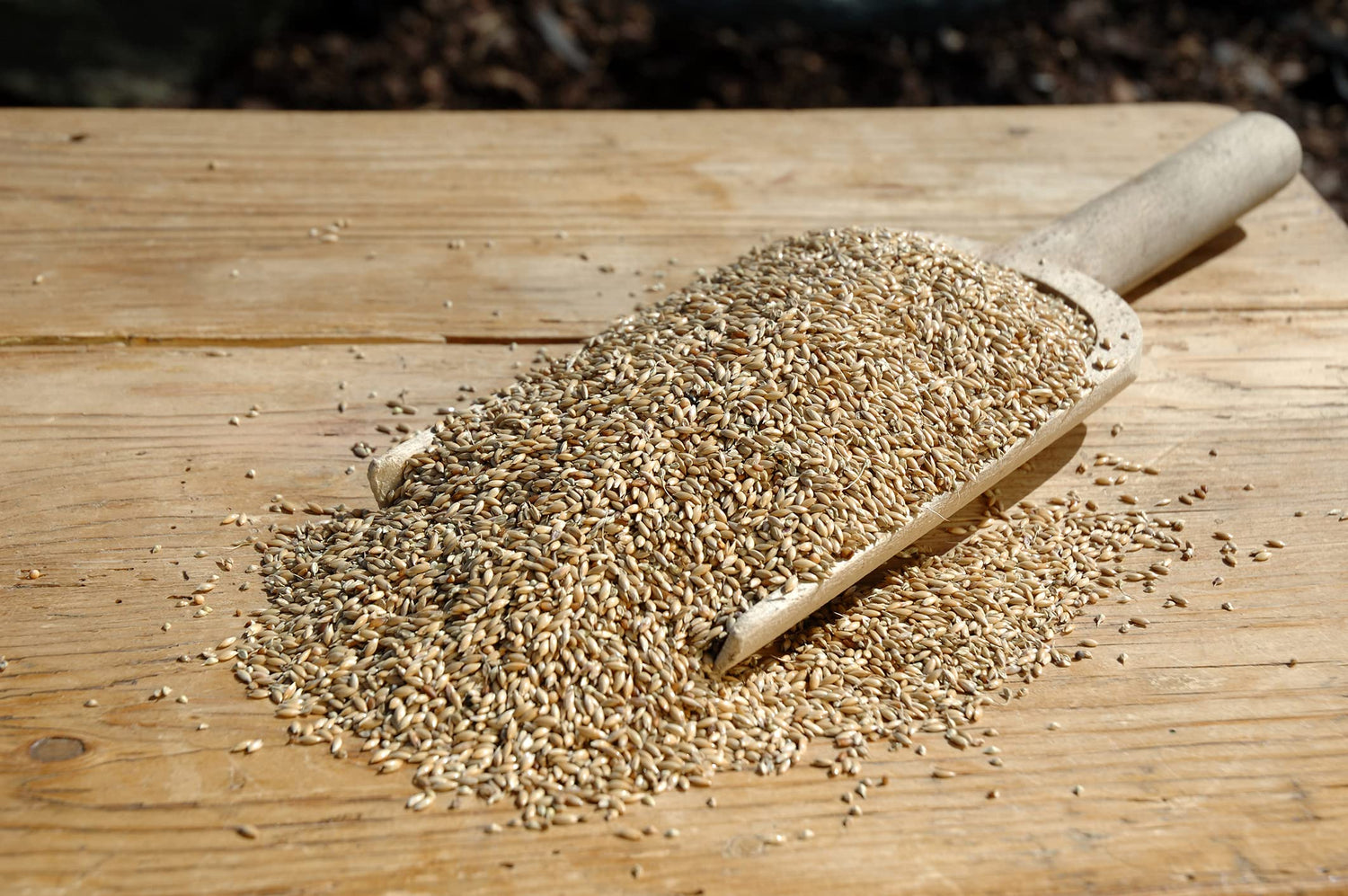 Triticale Seeds for Planting