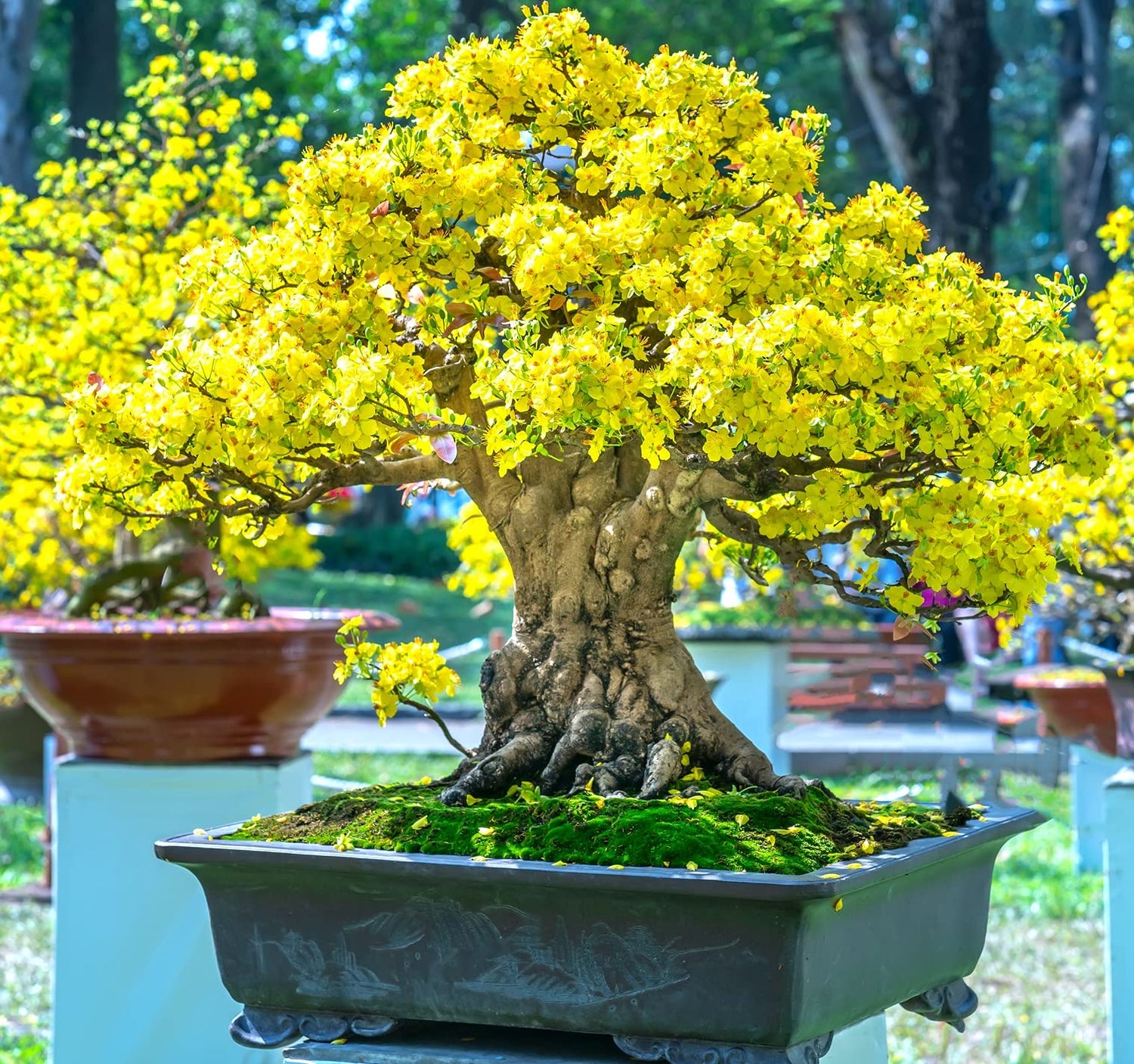Flowering Apricot Bonsai Tree Seeds - 3 Large Seeds for Planting - Stunning Yellow Flowers and Fruit Bearing.
