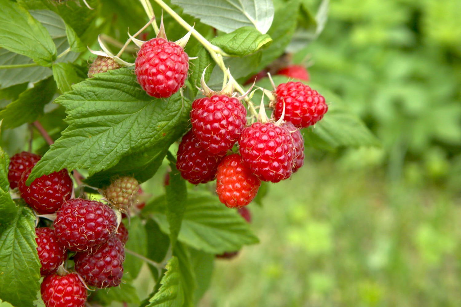 Sweet Raspberry Seedlings to Grow - Easy to Grow Rooted Plants - Grow Delicious Raspberry Fruits