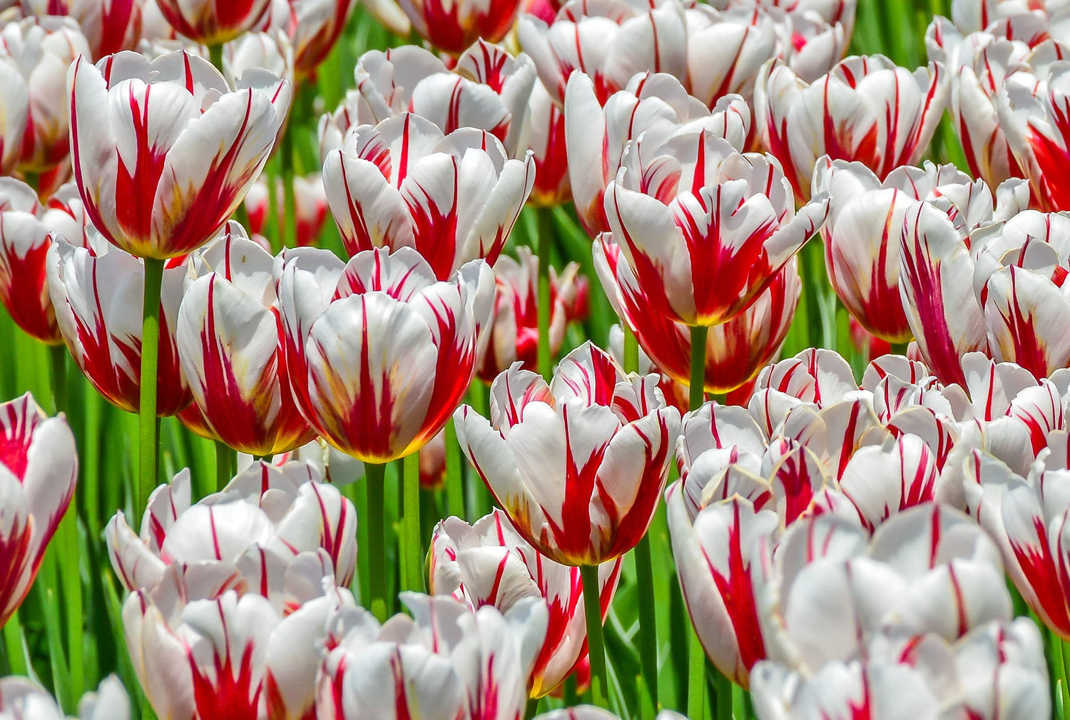 10 Rembrandt Tulip Bulbs for Planting - Easy to Grow - Stunning Red and White Tulips - Made in USA, Ships from Iowa