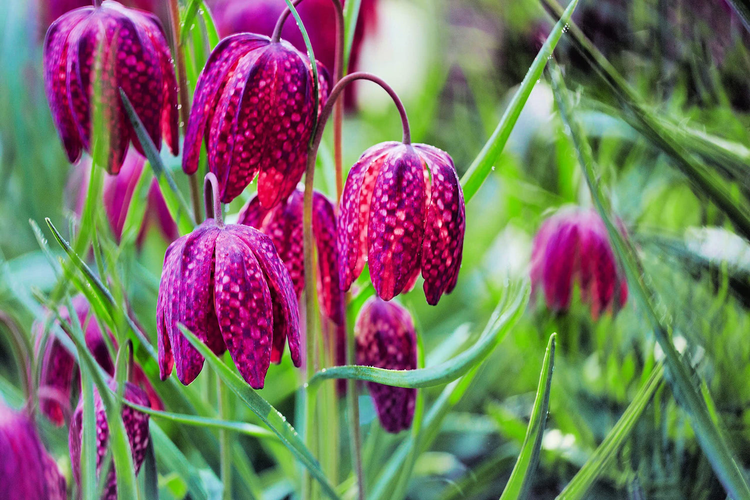 Fritillaria Meleagris Bulbs for Planting - Snakes Head Fritillary, Checkered Lily - Ships from Iowa, USA