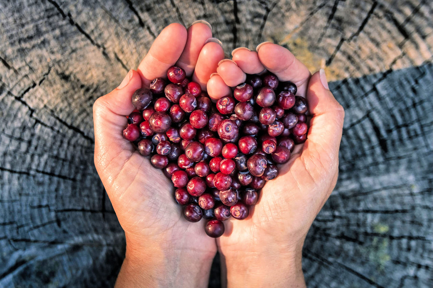 Huckleberry Seeds for Planting (30 Seeds) - Non-GMO Fruit Seeds