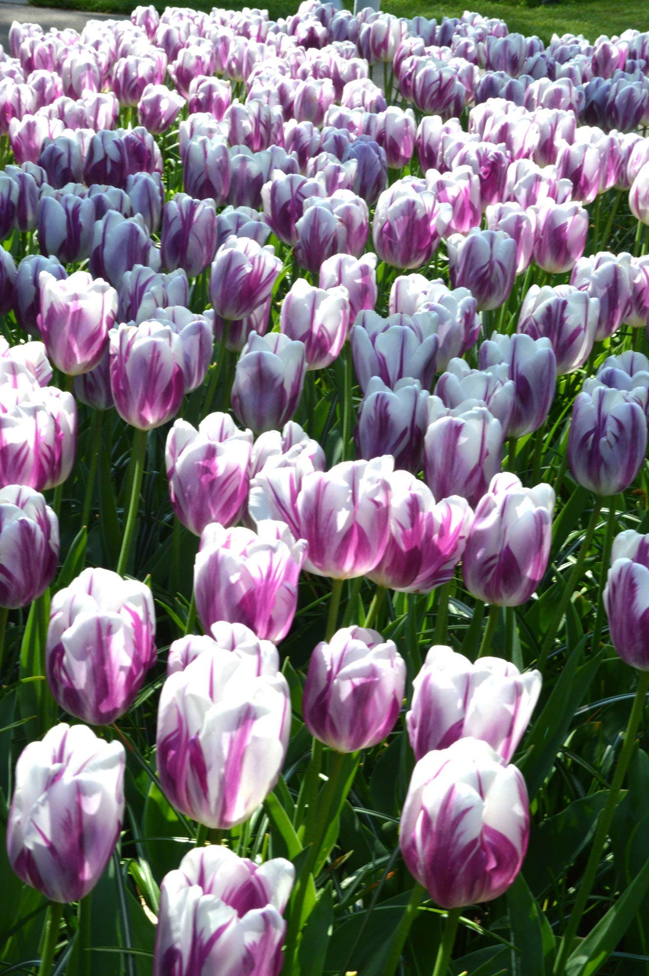IB Prosperity Tulip Triumph 'Flaming Flag' (Triumph Tulip) Size 12/+ cm, Bulbs for Planting, Open Pollinated, Heirloom, Non-GMO, Bulbous Perennial, Tulipa Flaming Flag, Single Early Tulips