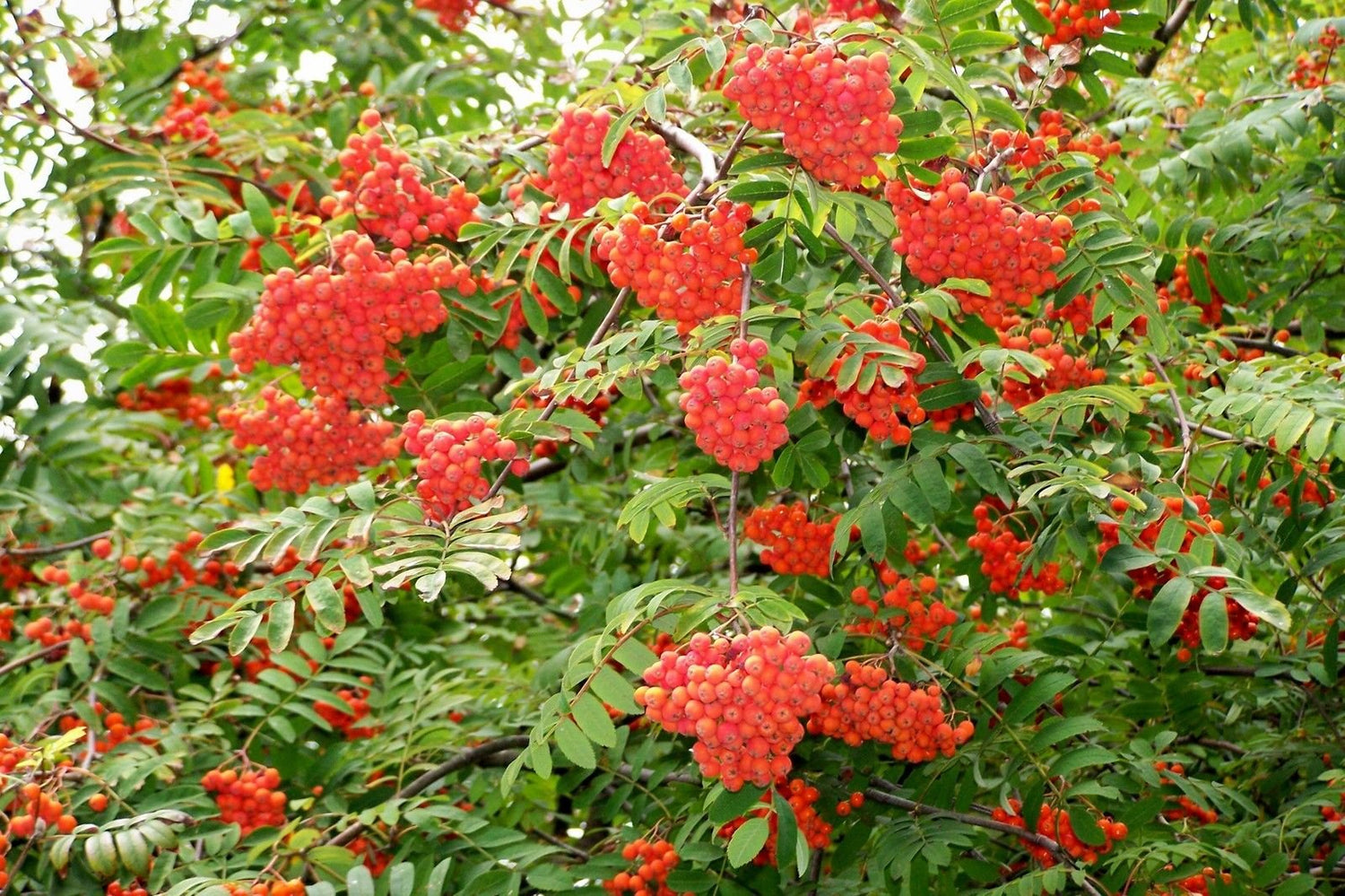 Rowan, (European Mountain Ash), Sorbus aucuparia, Tree Seeds (50 Seeds)