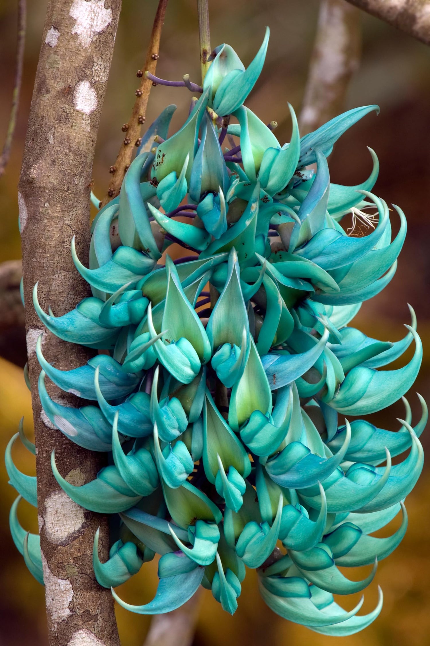 Climbing Jade Vine Seeds to Plant - 3 Big Healthy Seeds