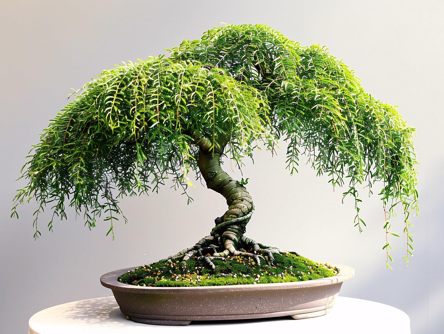 Strenght and Luck Willow Bonsai Cutting