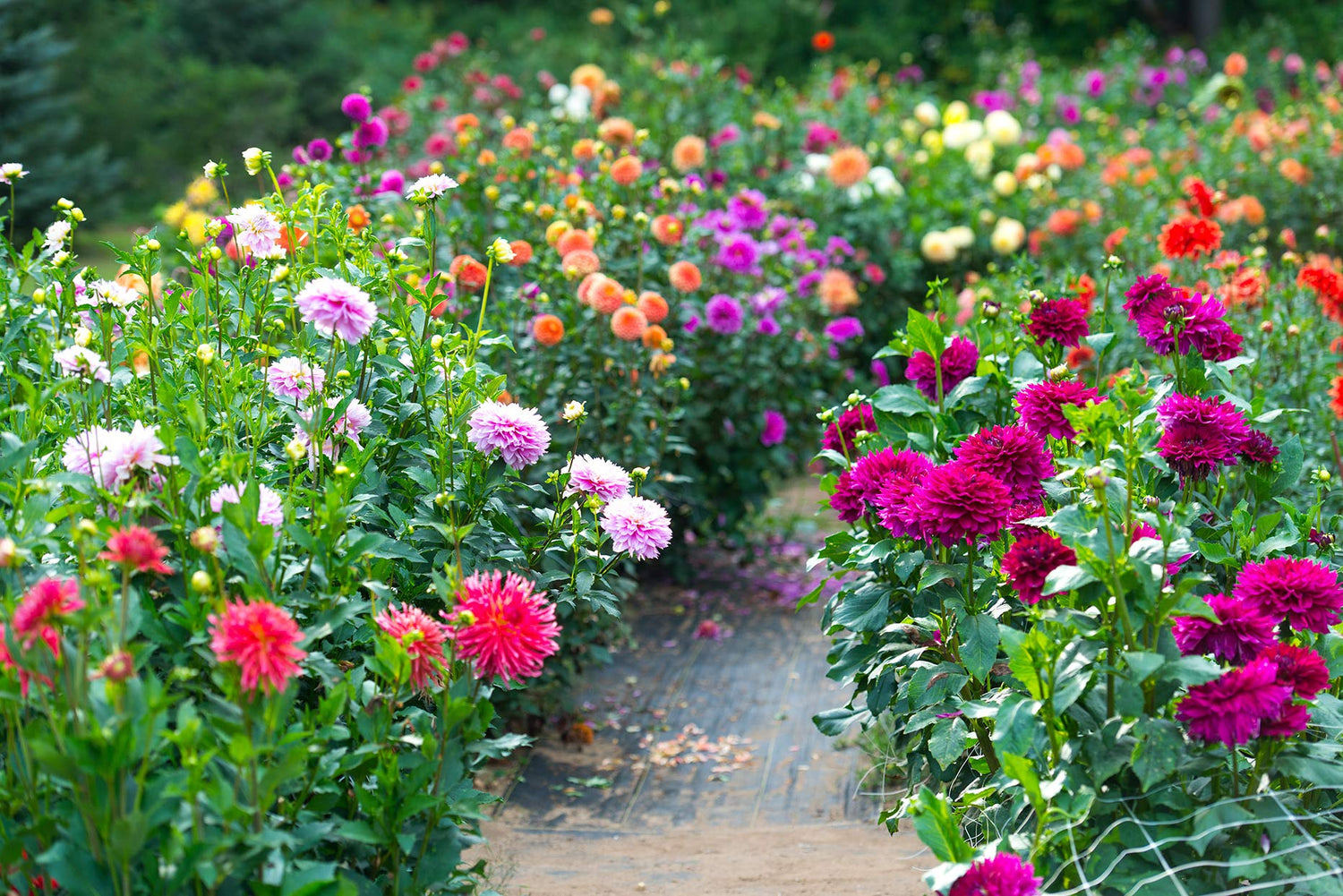 Deanna's Dahlias - Exotic Mix, 100+ Seeds - Made in USA, Ships from Iowa.
