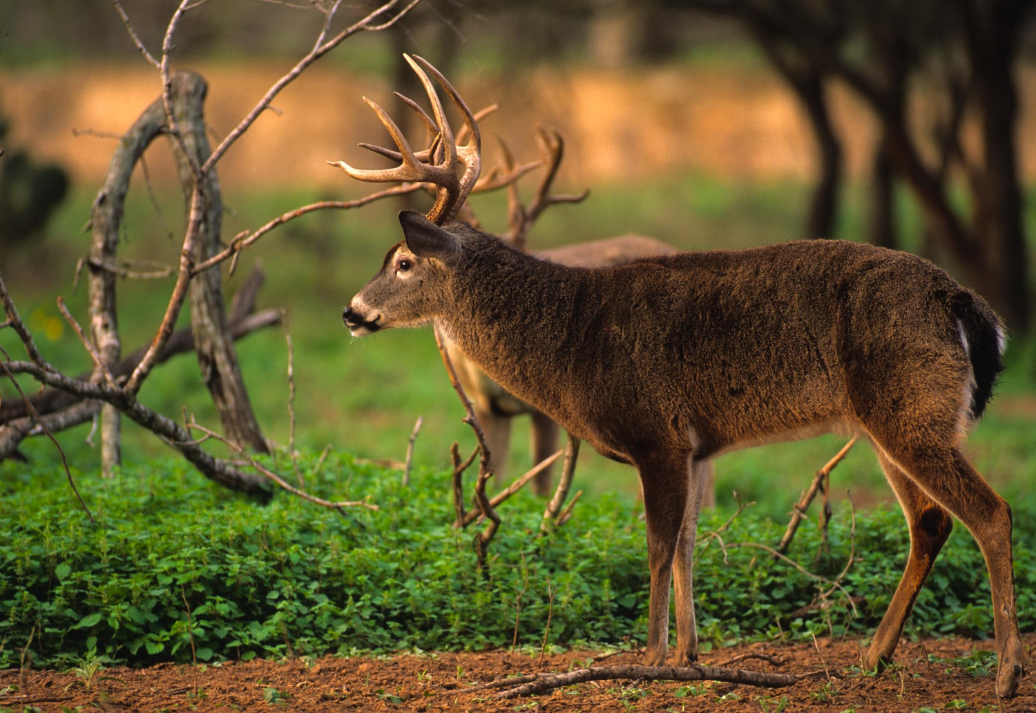 Beets & Greens Deer Food Plot Seed for Fall Planting - Blend of Sugar Beets, Kale, Turnip, Radish and Winter Wheat to Attract and Hold Deer Throughout Fall and Winter (5 Pounds (1 Acre))