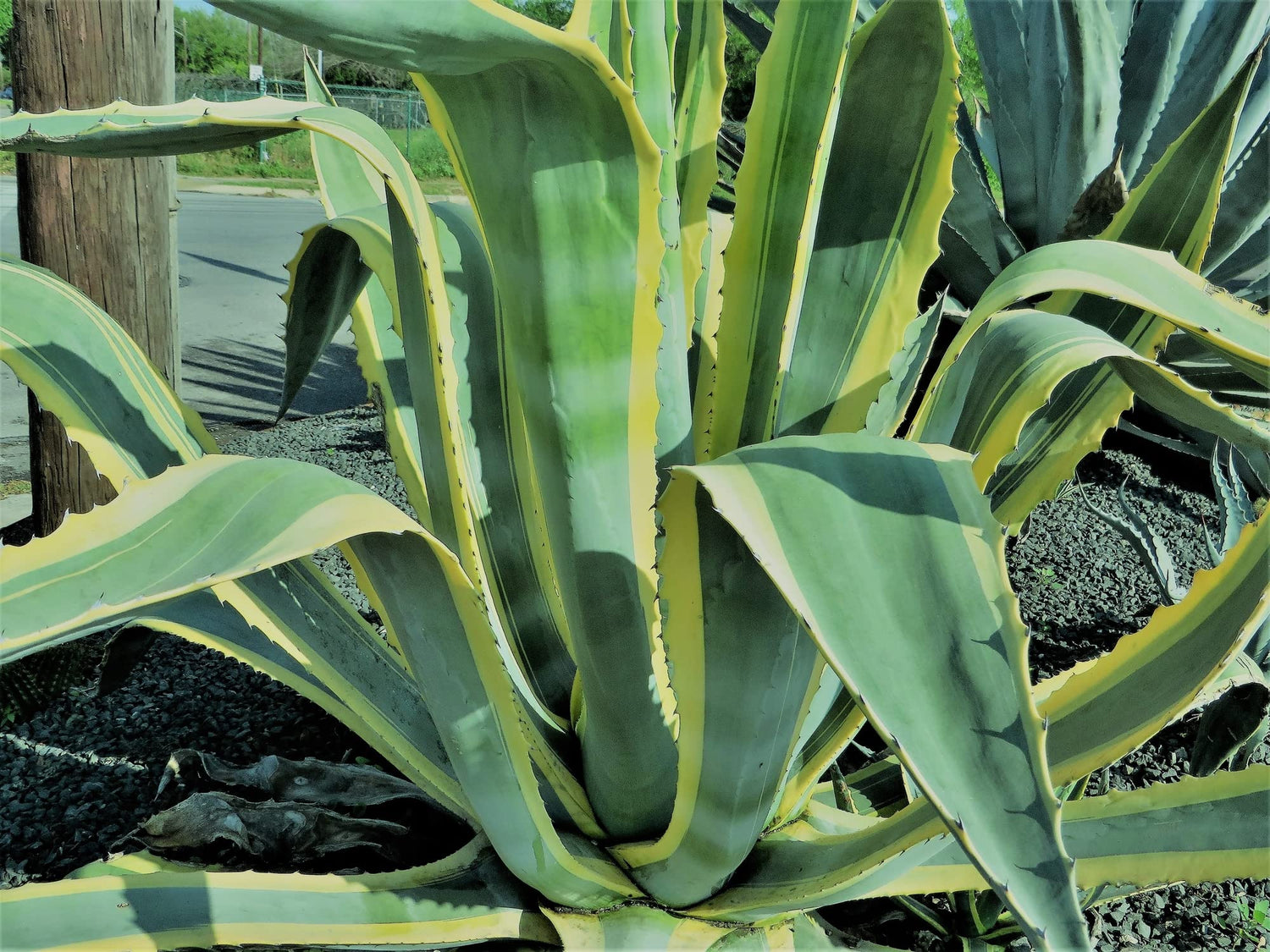 Agave Species Seed Mix for Planting - 10 Seeds - Grow Mixed Species Agave - Ships from Iowa, USA
