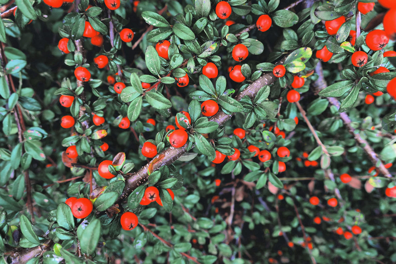 50 Creeping Cotoneaster Seeds for Planting - Cotoneaster adpressus