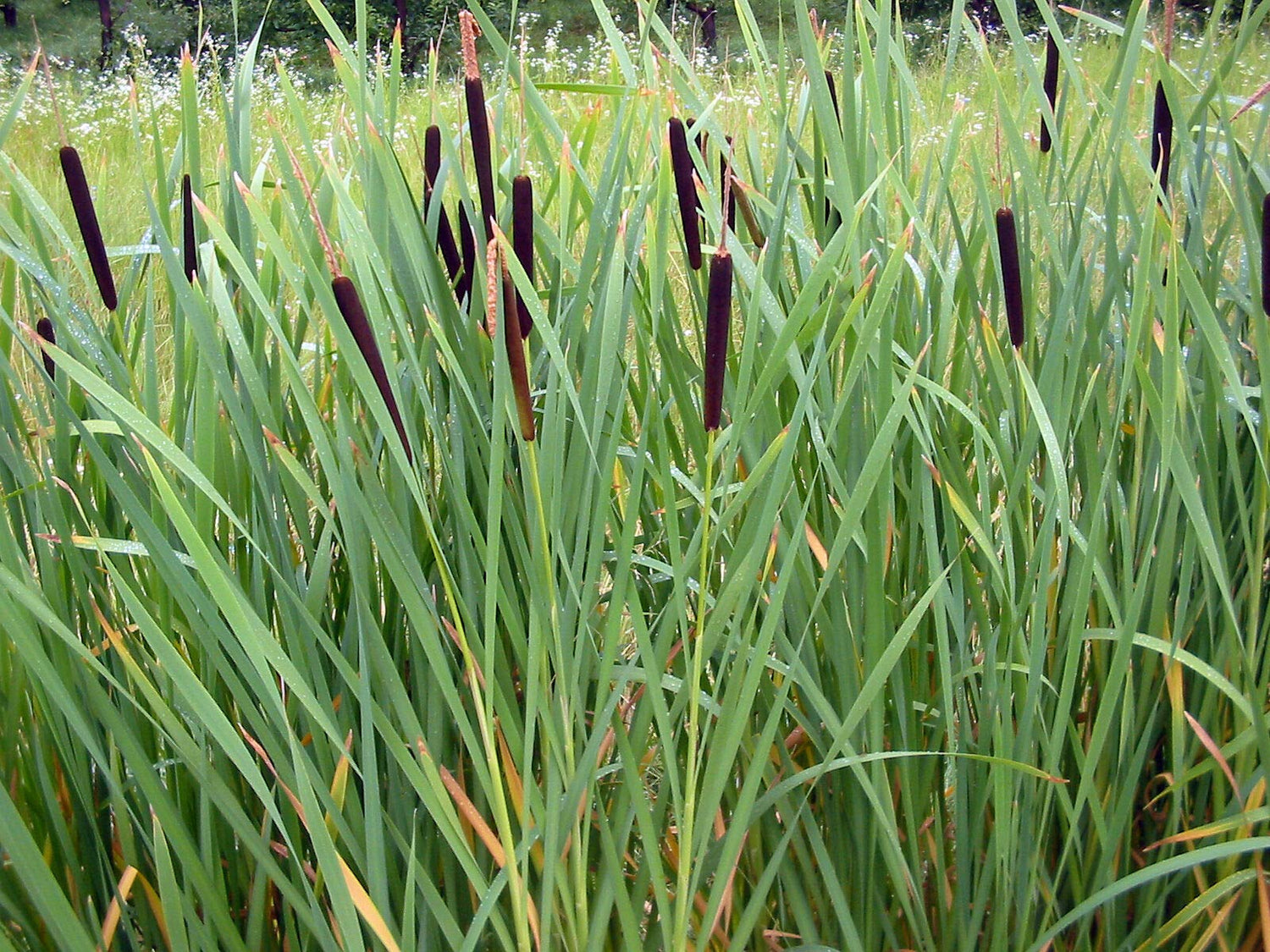 Cattail (2000 Seeds) Fresh This Season's Harvest from My own Garden